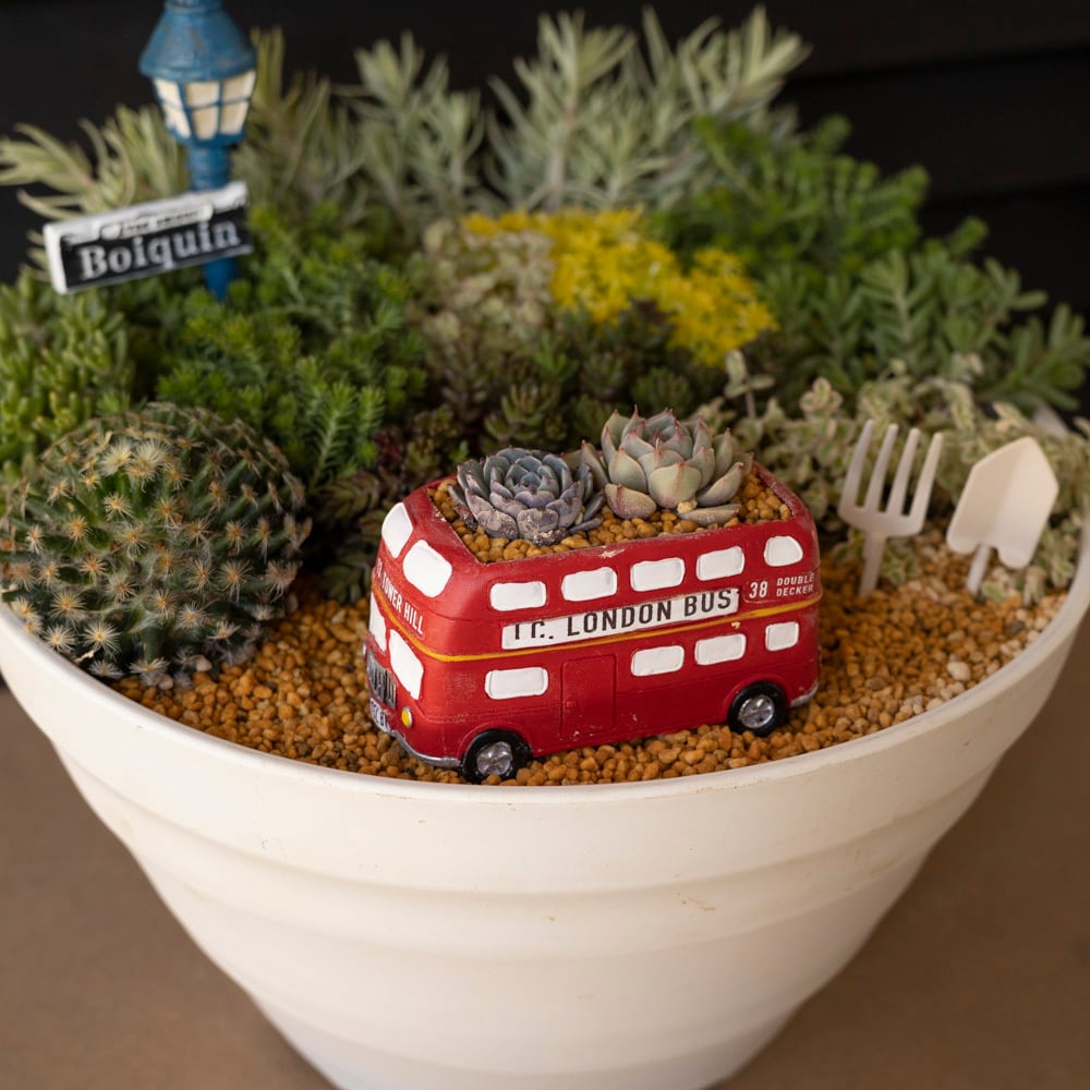 母の日プレゼント♪ セダム 寄せ植え 箱庭 多肉植物 サボテン