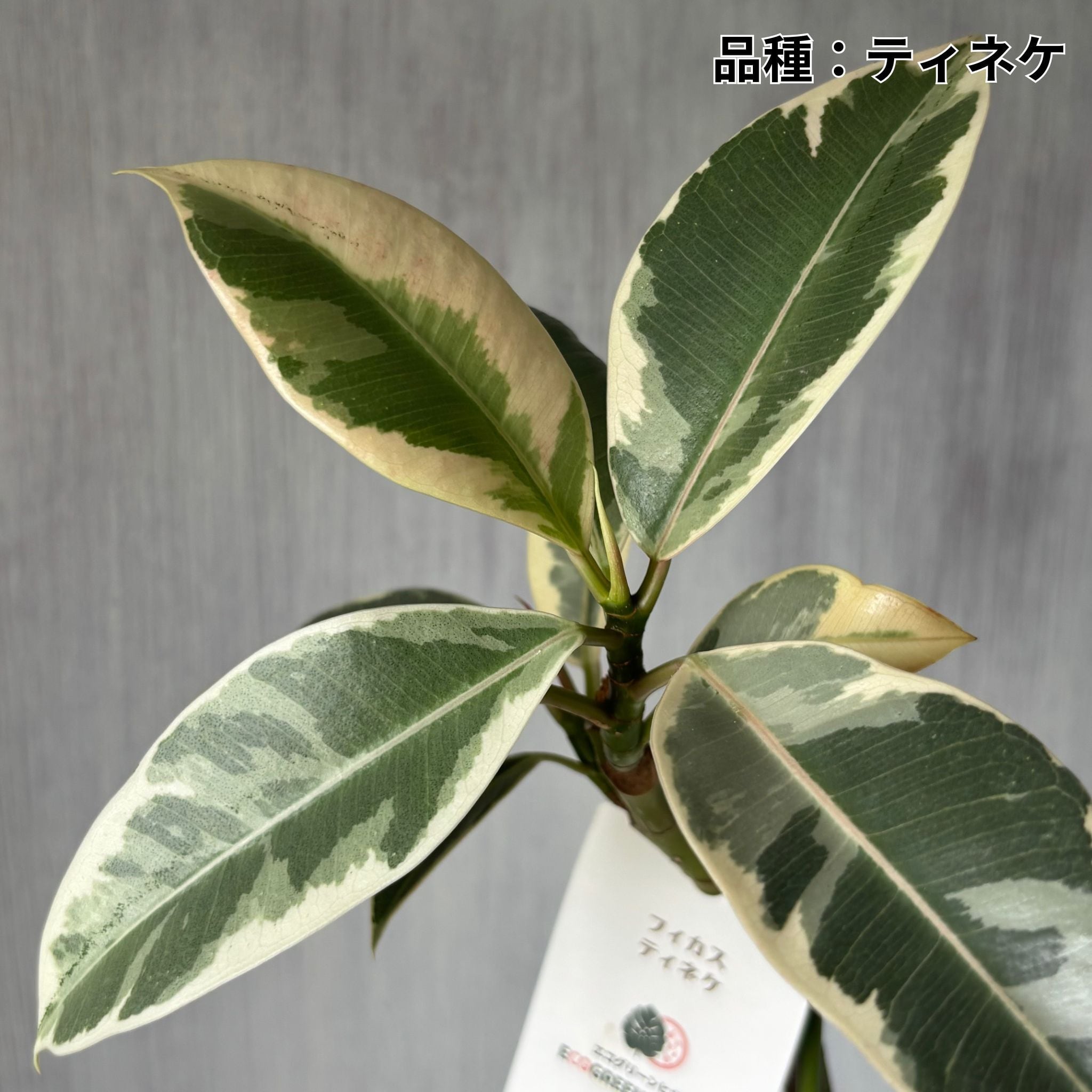 希少 観葉植物 良質 フィカス ティネケ ❷株 斑入り葉 白 陶器鉢 金運アップ 斑入り♡ゴムの木♡フィカス・ティケネ♡白陶器セット♡ アート