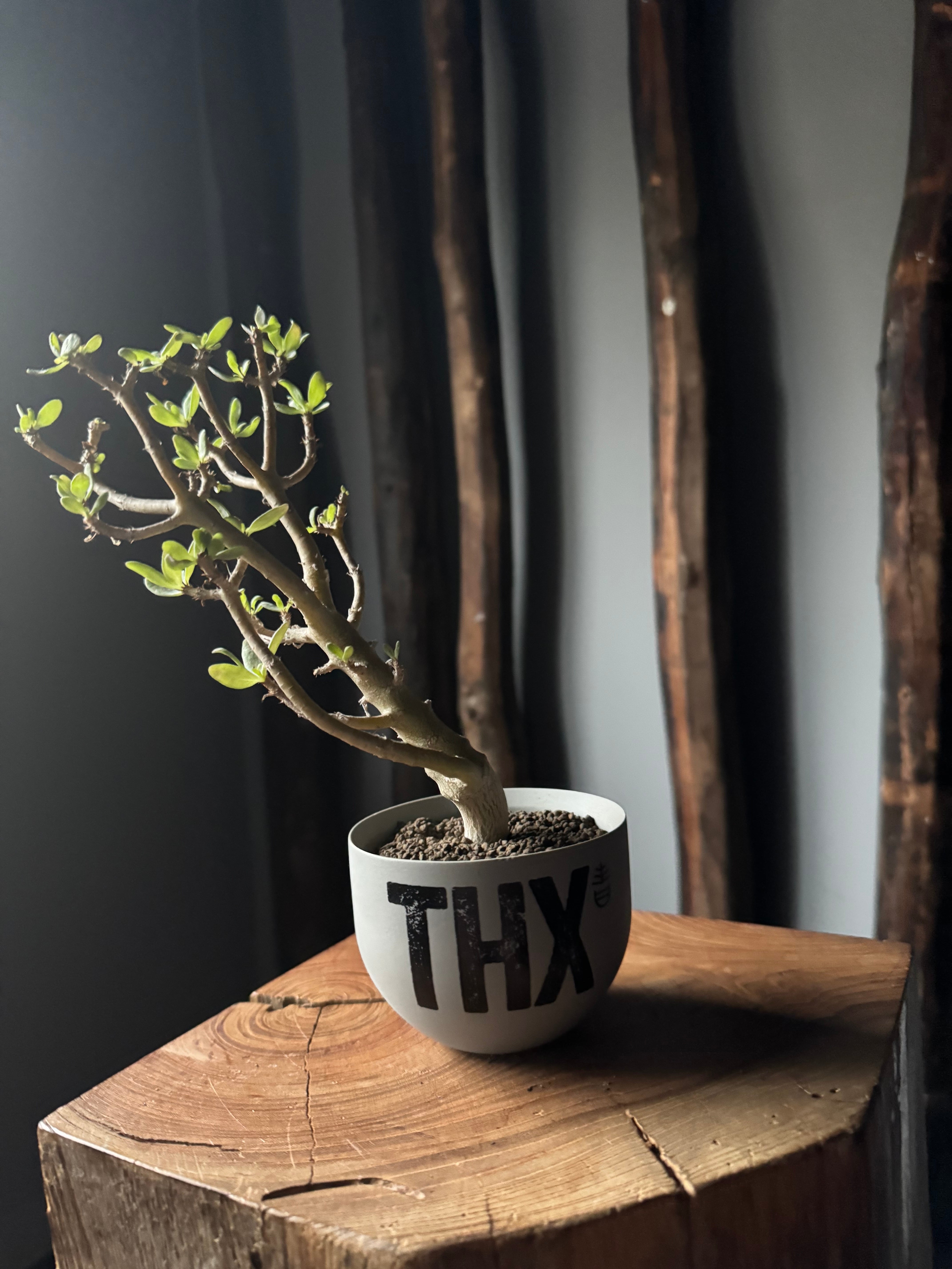 【新着】Othonna arbuscula × VALIEM GHOST“THX鉢”青坊主別注 Gray Color【Ssize】オトンナ アルブスクラ