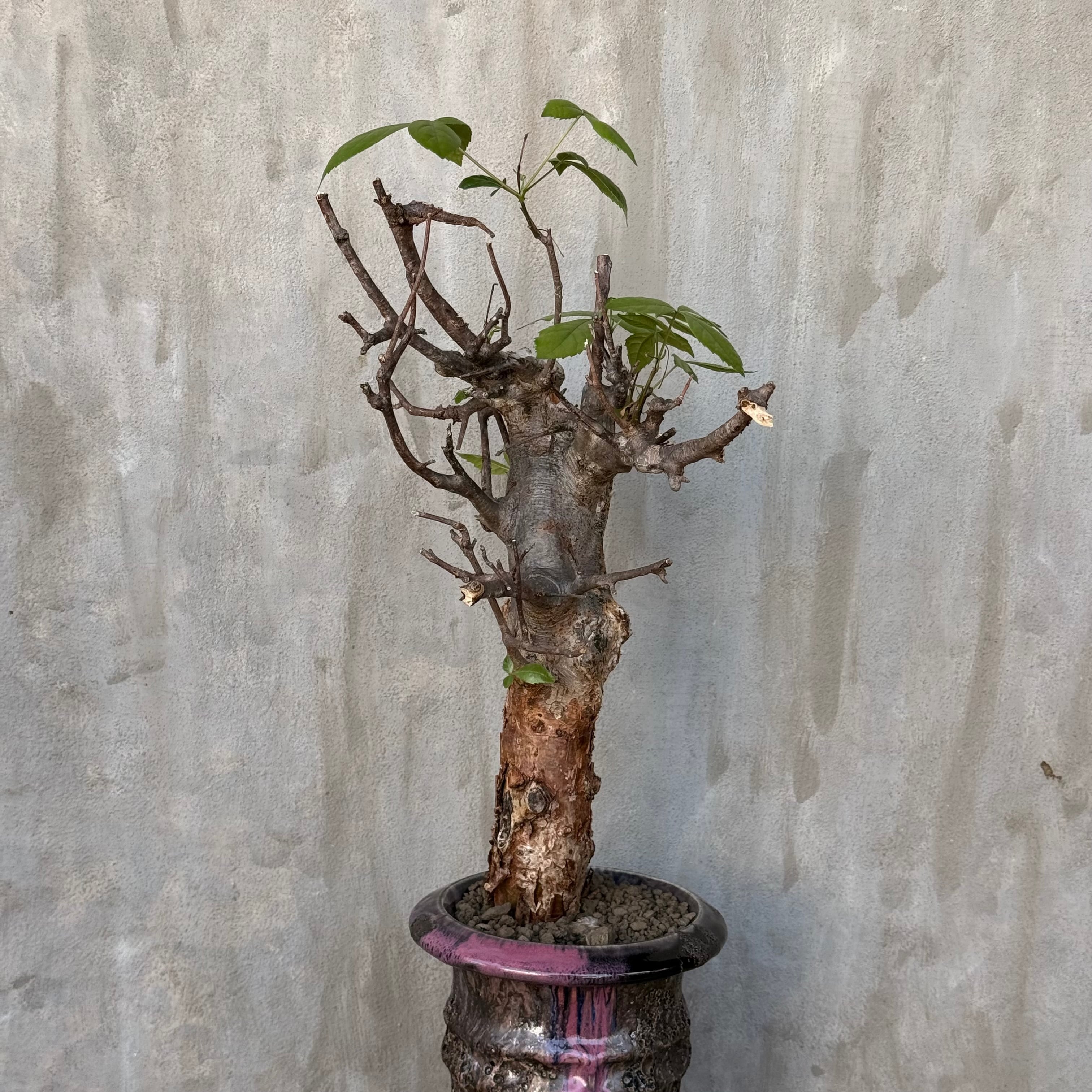 【鉢ごと発送】コミフォラ ワイルディ 実生 植物×鉢】コミフォラ ミルドブラエディ 現地株 発根済み × wild heaven