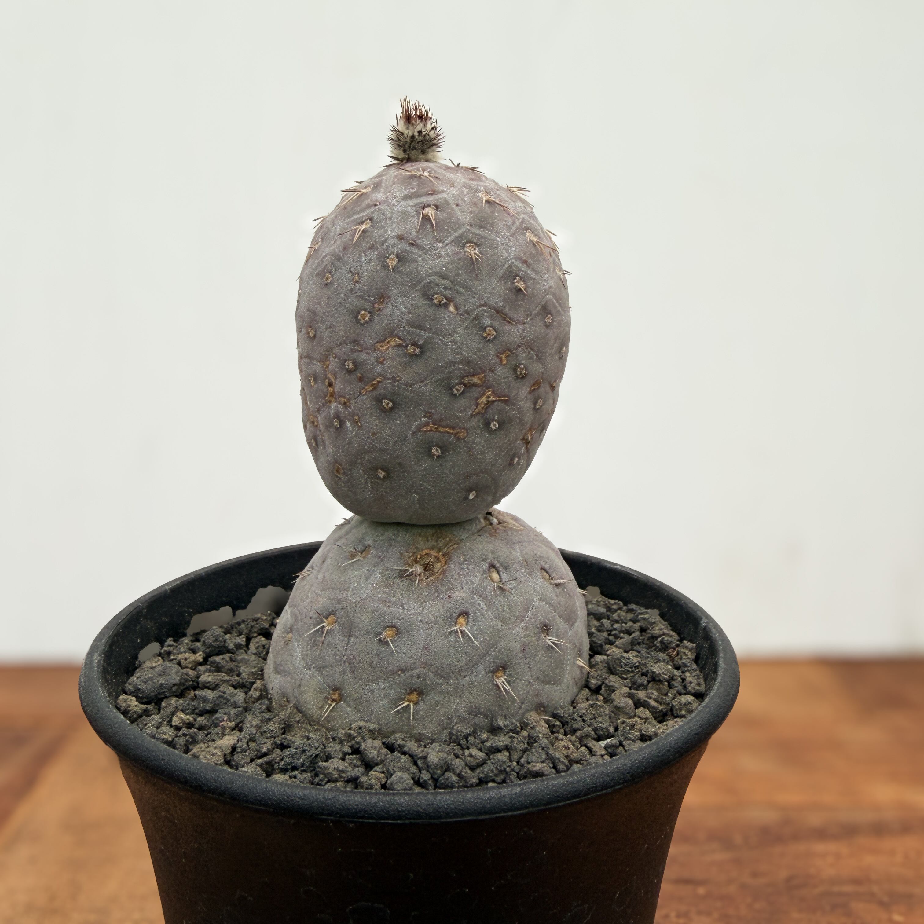 Tephrocactus geometricus【テフロカクタス・ゲオメトリクス