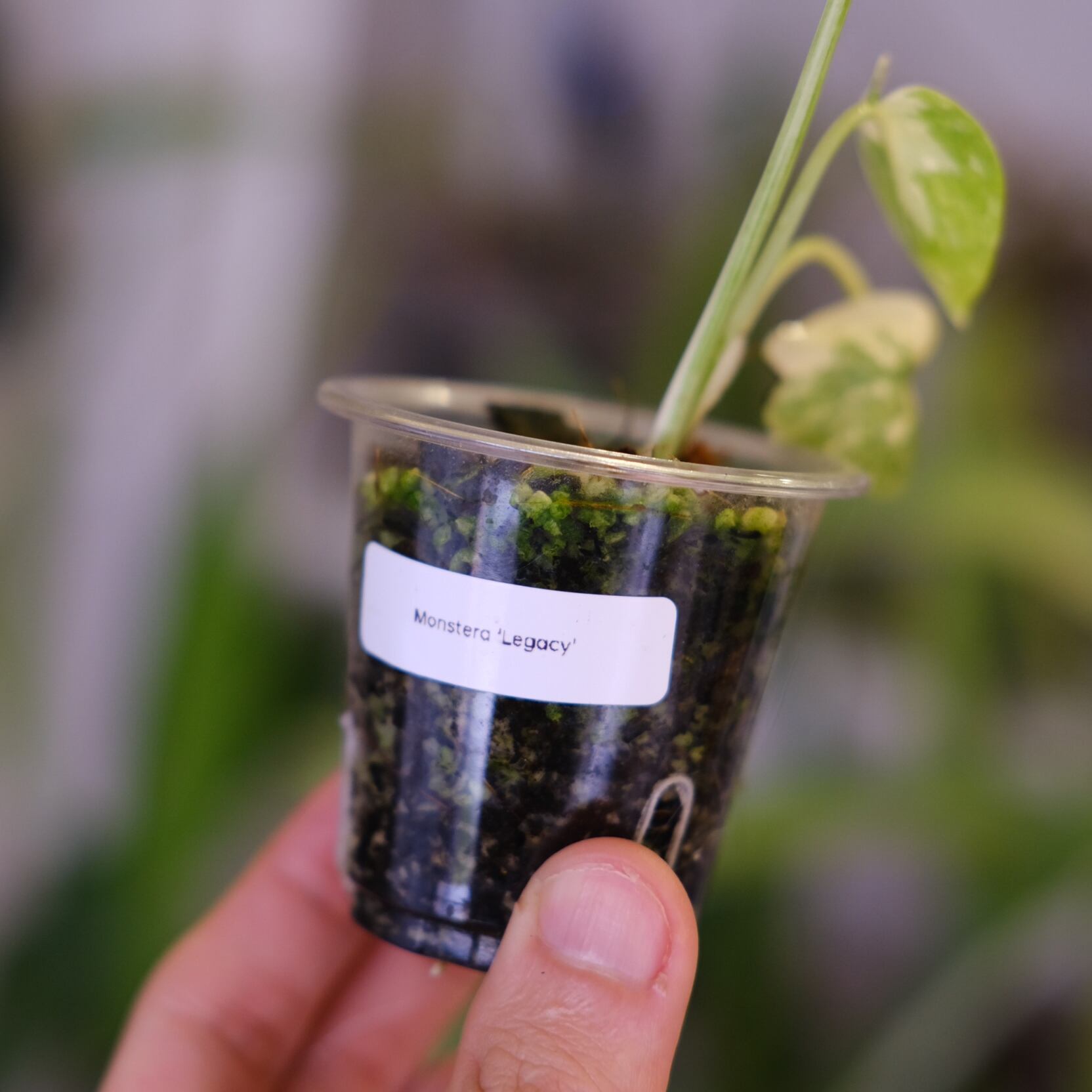 モンステラ・レガシー│Monstera deliciosa 'Legacy'⑨│観葉植物