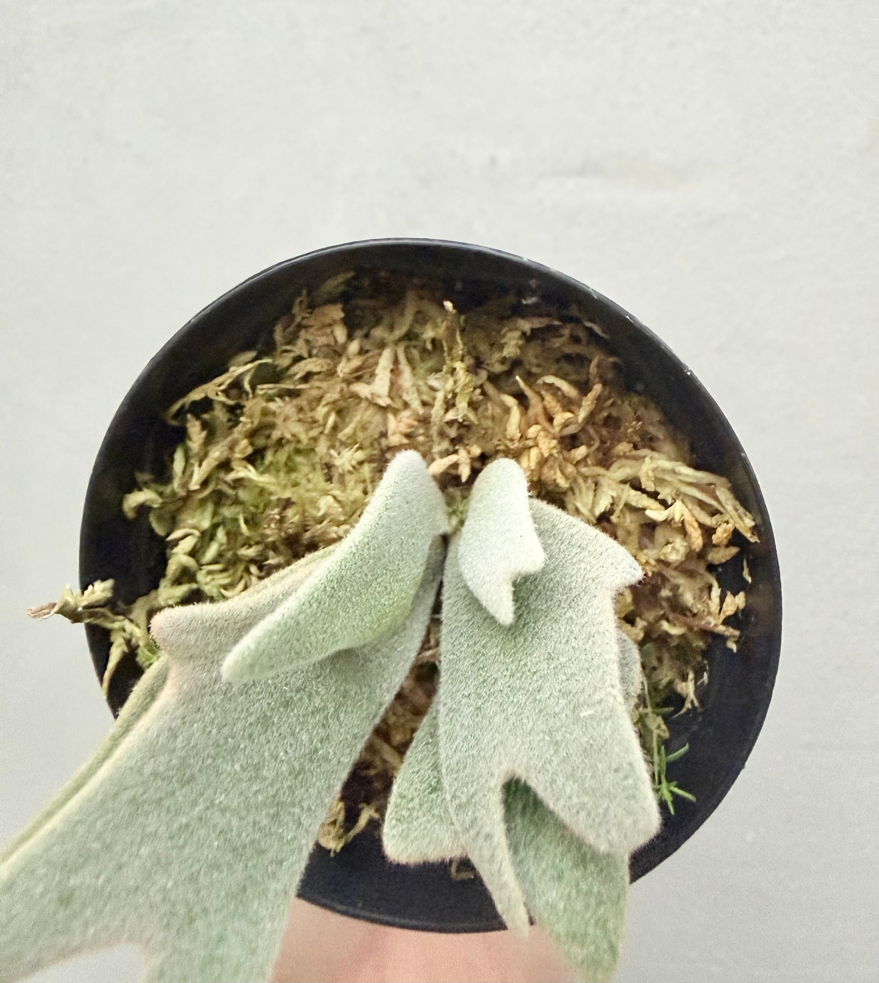 c) P. willinckii 'Frosty Maiden' spore grown ②ビカクシダ