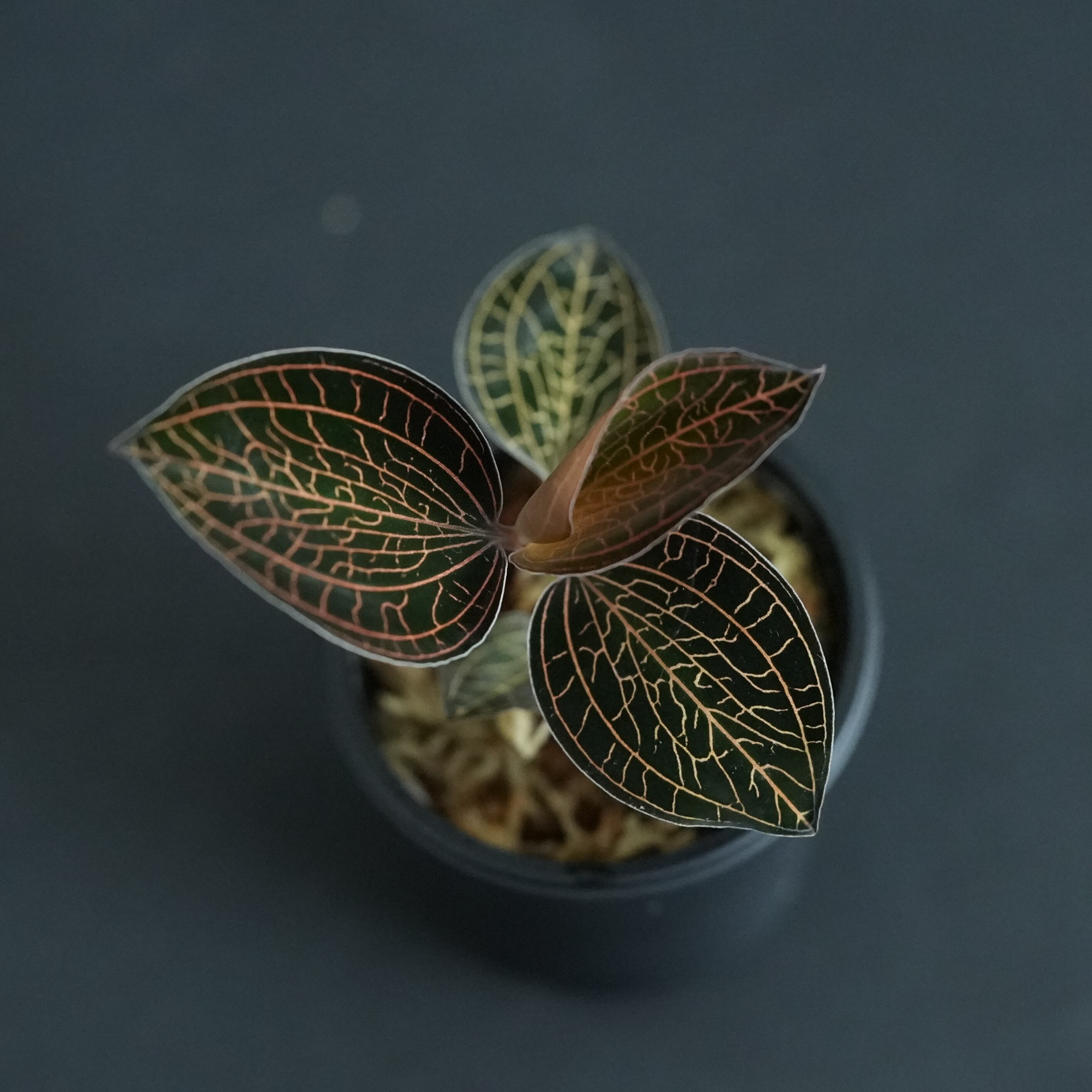 極美】ジュエルオーキッド マコデス リミィ Macodes limii【赤脈】