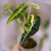 アロカシア バンビーノ イエロー / Alocasia bambino variegated 'Yellow'⑮ / 観葉植物
