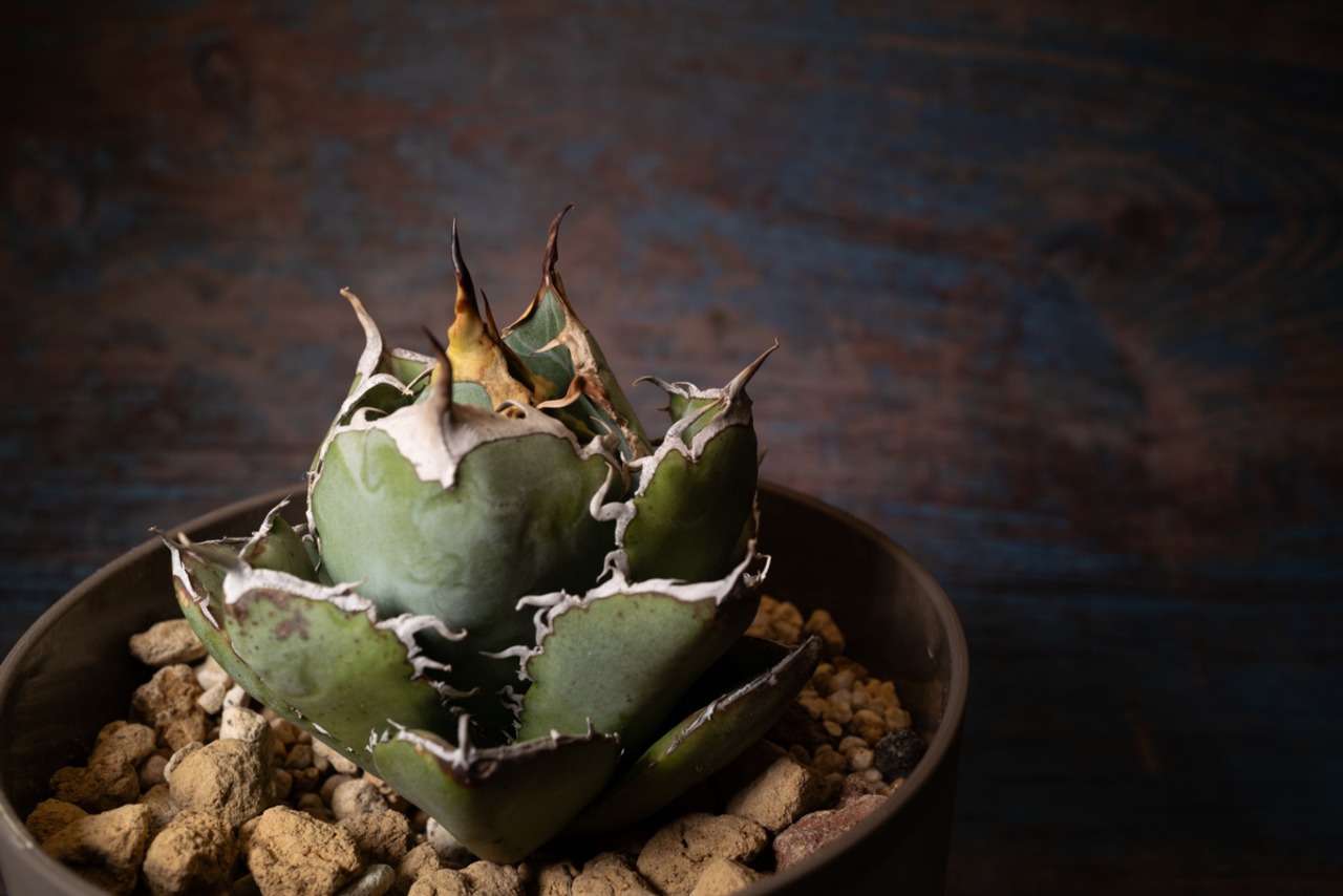 アガベ チタノタ 白鯨① 画像5