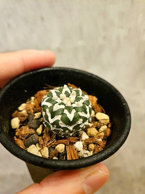 Astrophytum asterias Vtype  アストロフィツム スーパー兜 V 【artPLANTs】