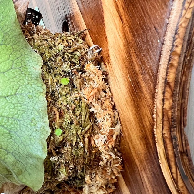 ビカクシダ エレファントティス 中株 板付 【観葉植物 壁掛け コウモリラン】