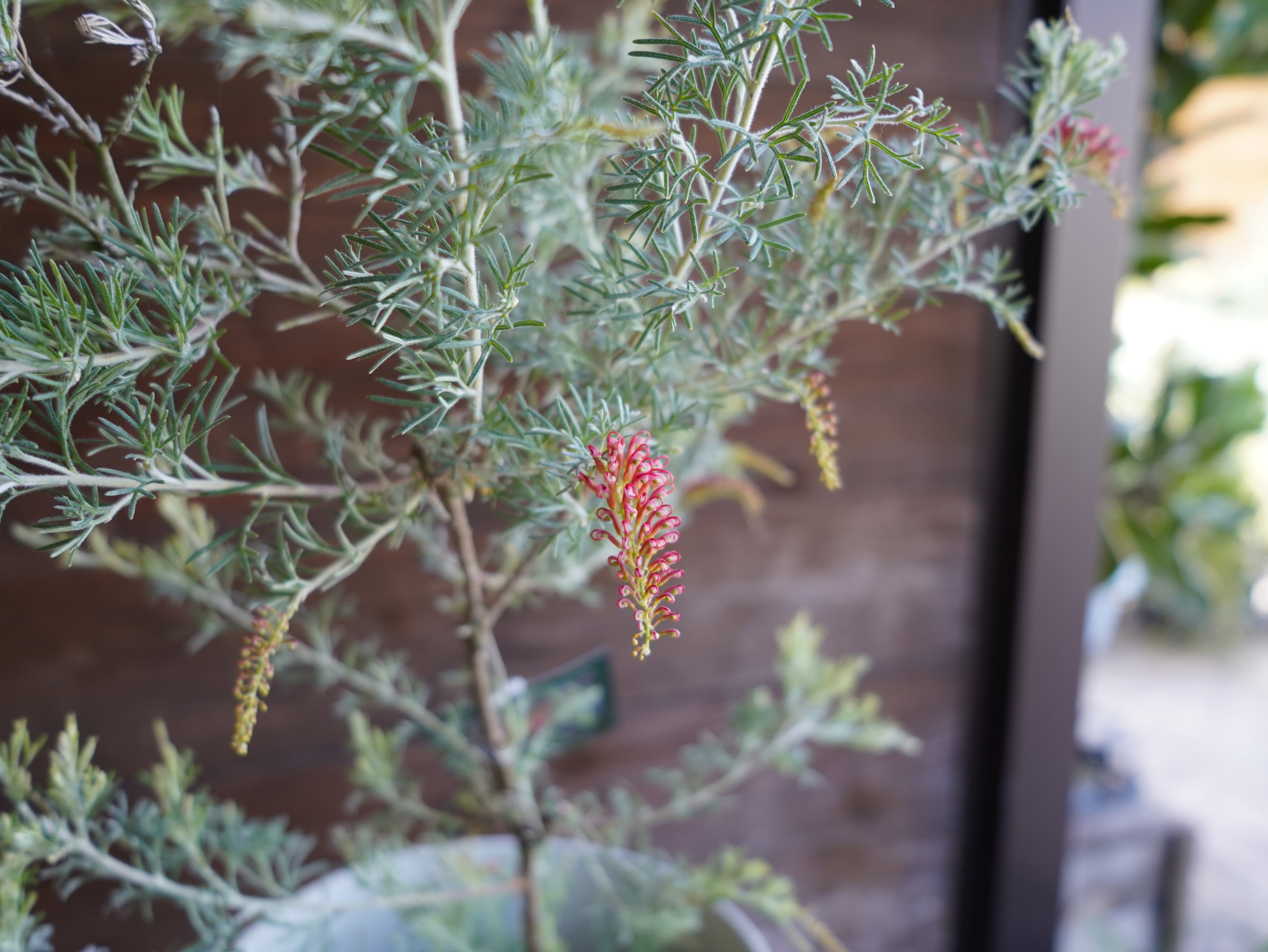 【現物】グレビレア　”マジックランタン”