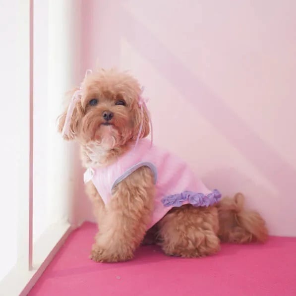 Pawtopia – Blooming Pet Top〈 1-3 ( S-2M ) 〉