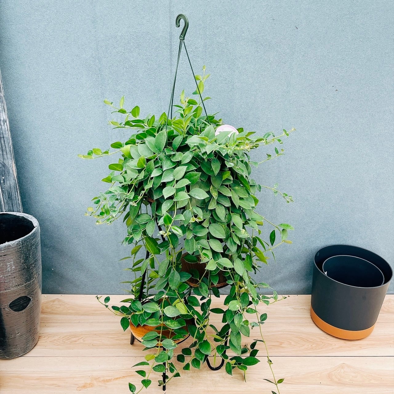 現品］95番 エスキナンサス モナリザ 5号 観葉植物 室内 吊り下げ