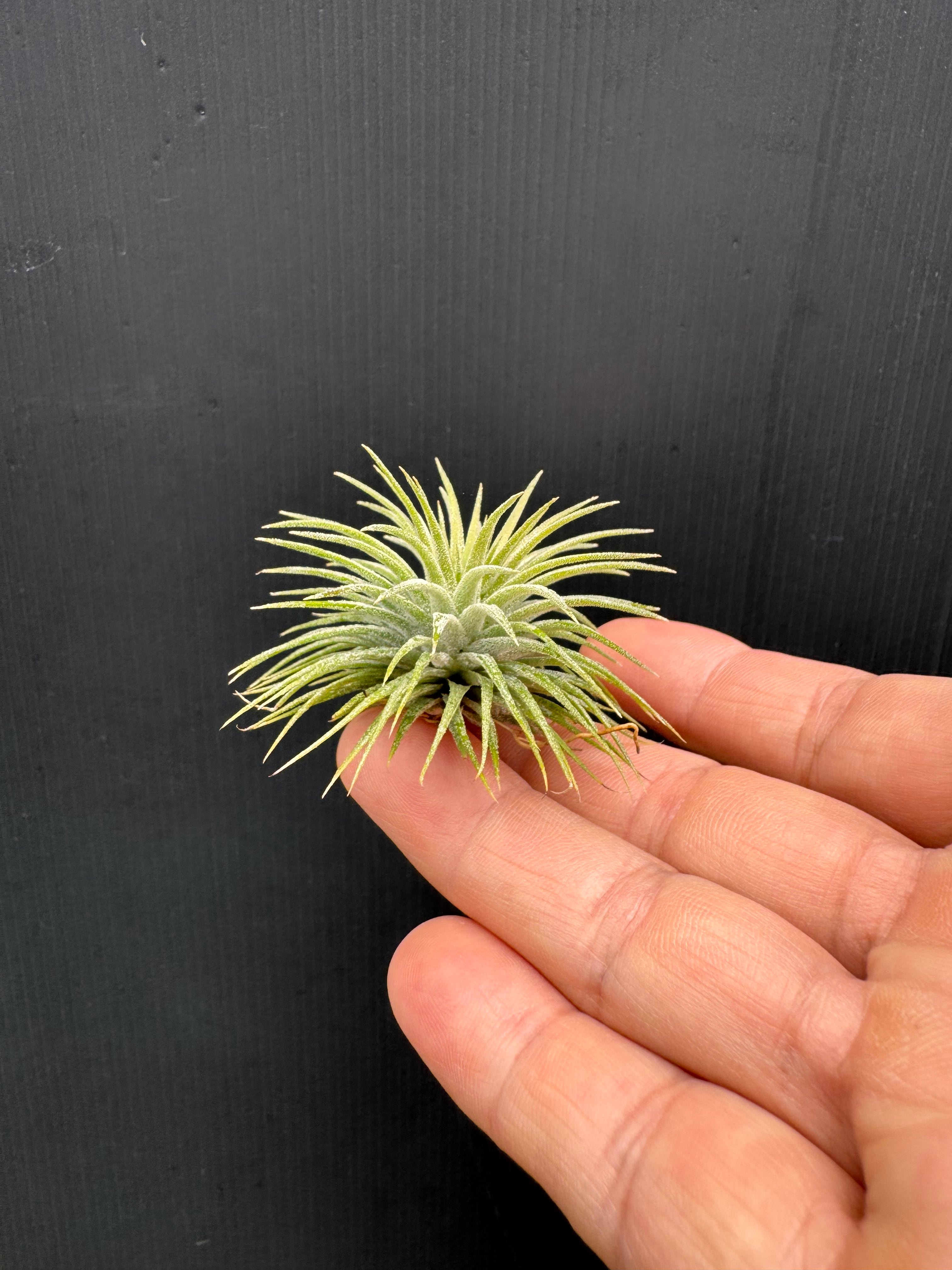 クルール プランツ couleur plants