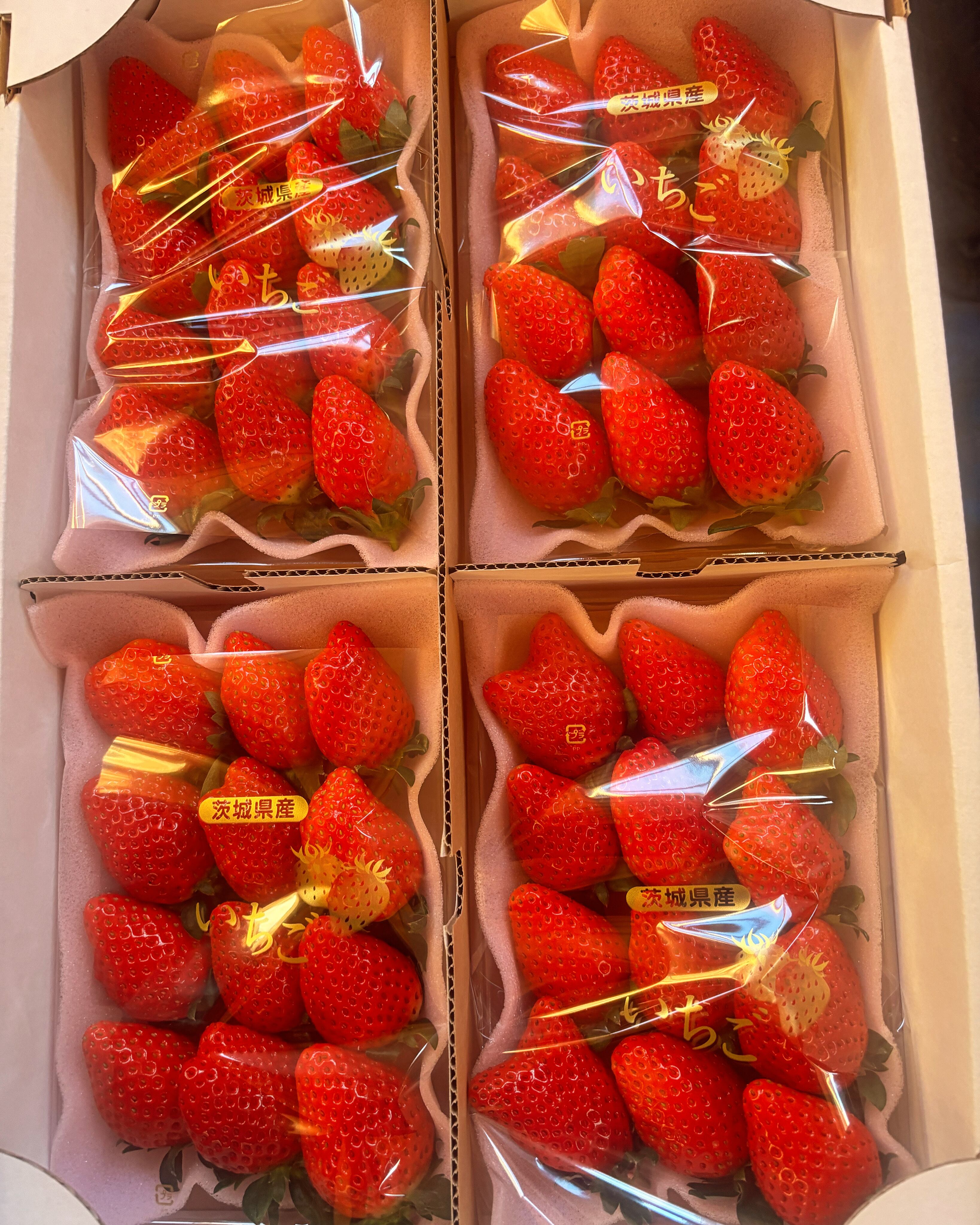 茨城県産希少！いちごとちおとめ16パックセット