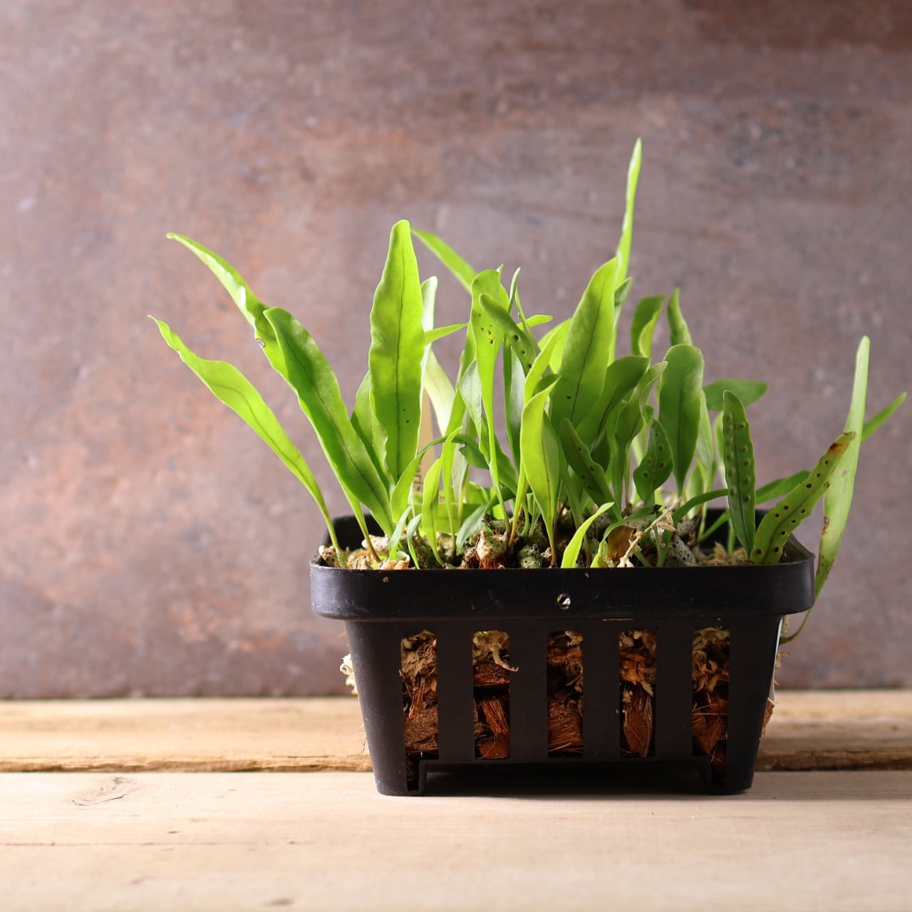 Lecanopteris romarioidesアリ植物　枝つき　シダ植物 Lecanopteris romarioidesアリ植物 枝つき シダ植物