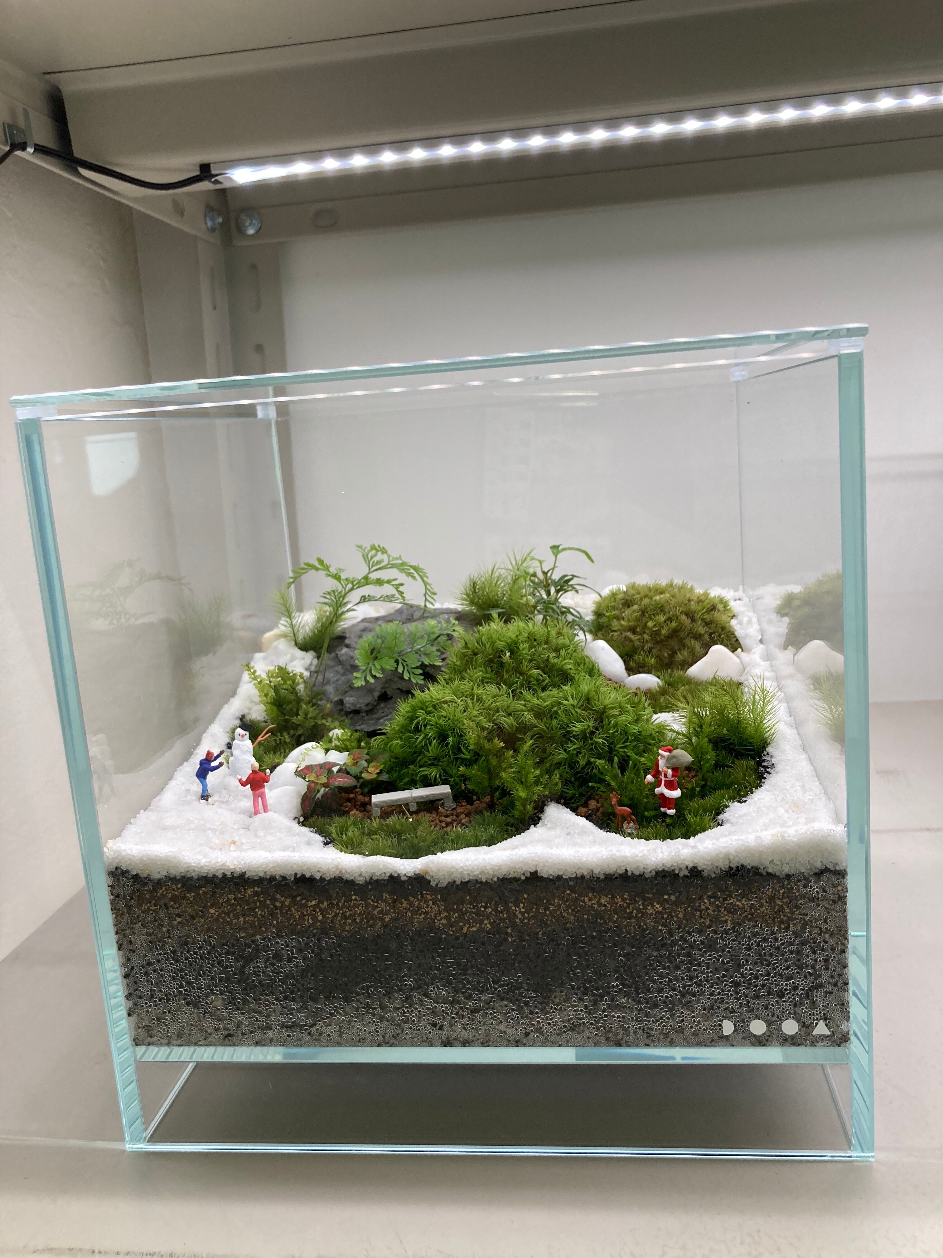 ライブ配信 ネオグラスエア20×20×20 | 苔テラリウム専門店Feel The Garden