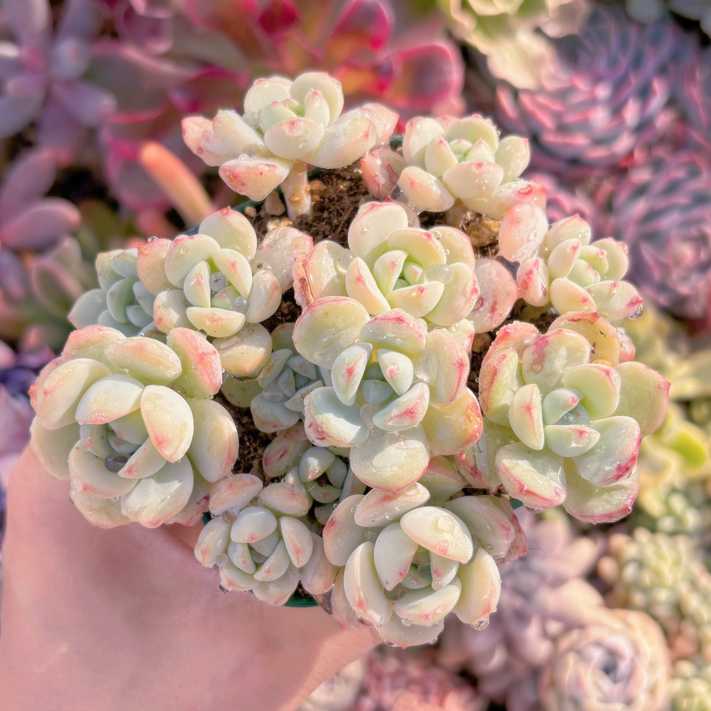 現品　バニラビス#769　るる農園