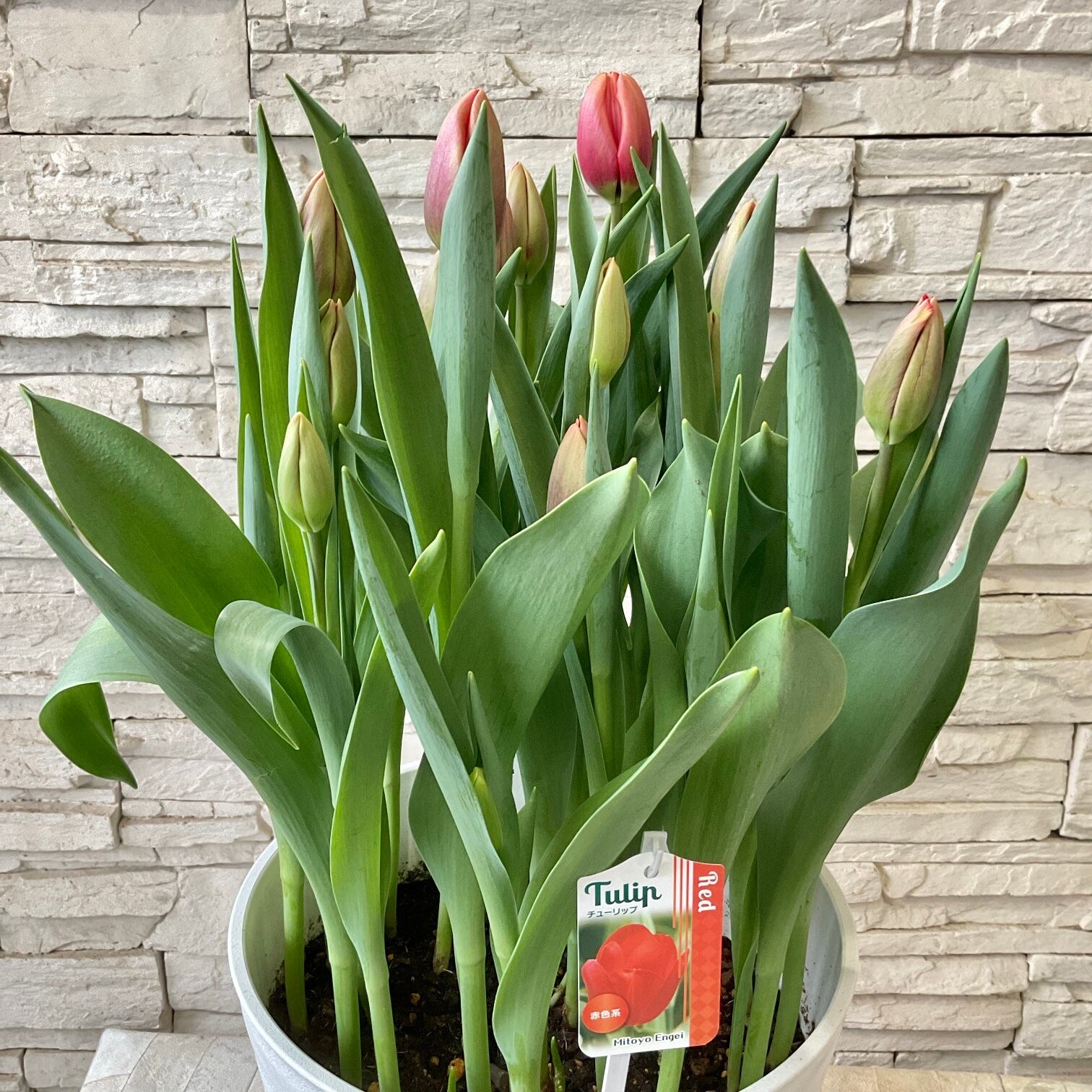 チューリップ 9寸鉢 橋本種苗園