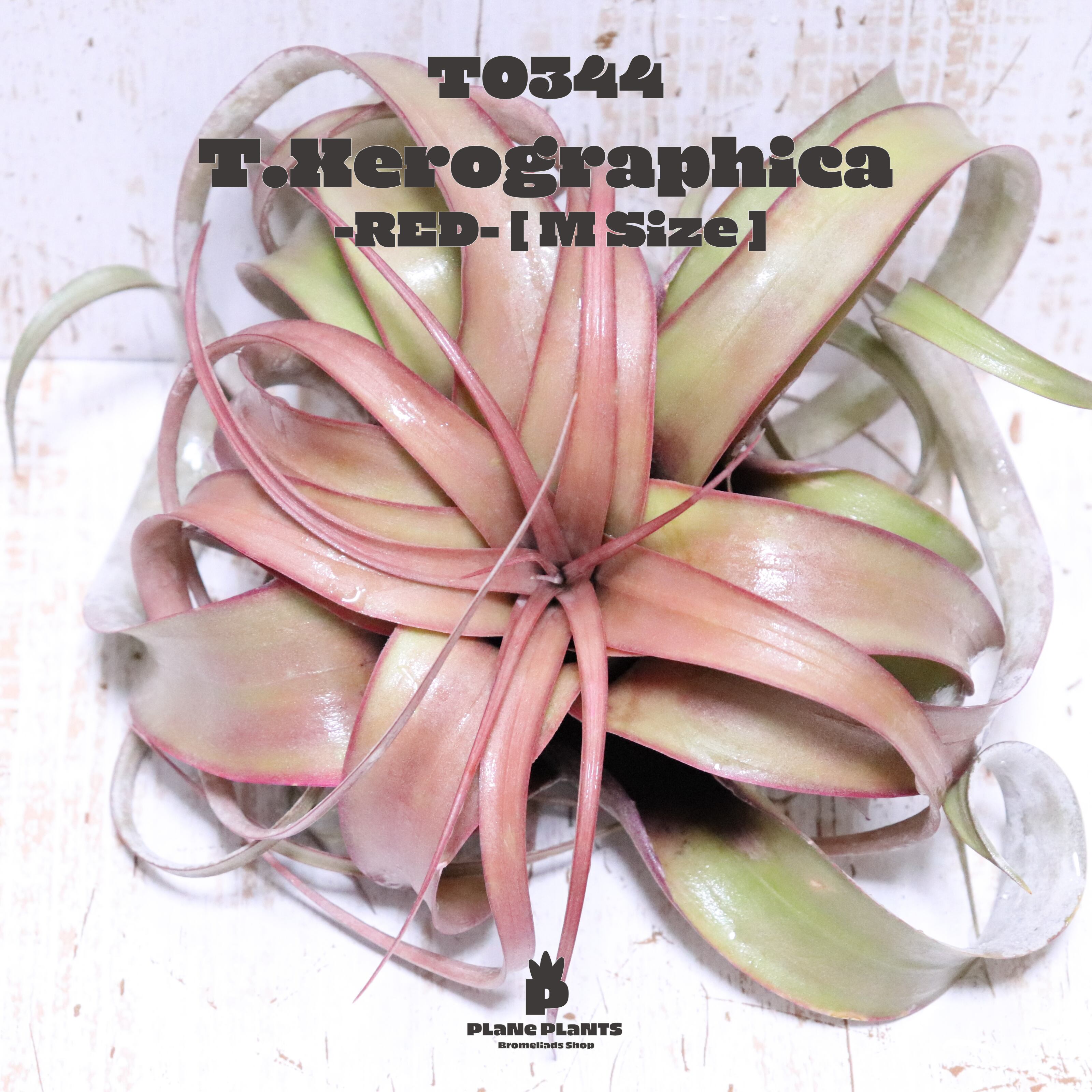 【reserved】キセログラフィカM〔エアプランツ〕現品発送T0344