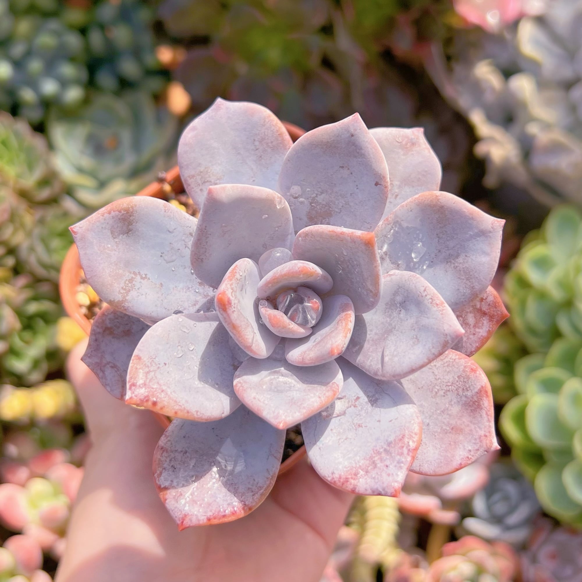 現品　桜雪#F084　古株　大苗　るる農園