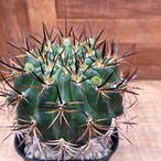 Horridocactus robustus【ホリドカクタス(エリオシケ)・ロブスタス】
