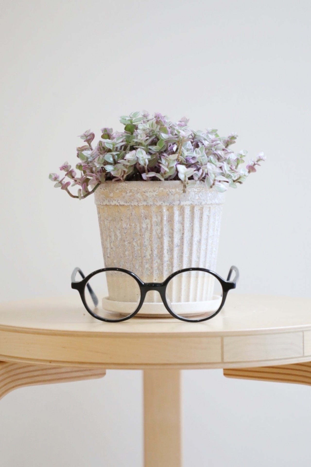 【S】カリシアロザート/Callisia repens