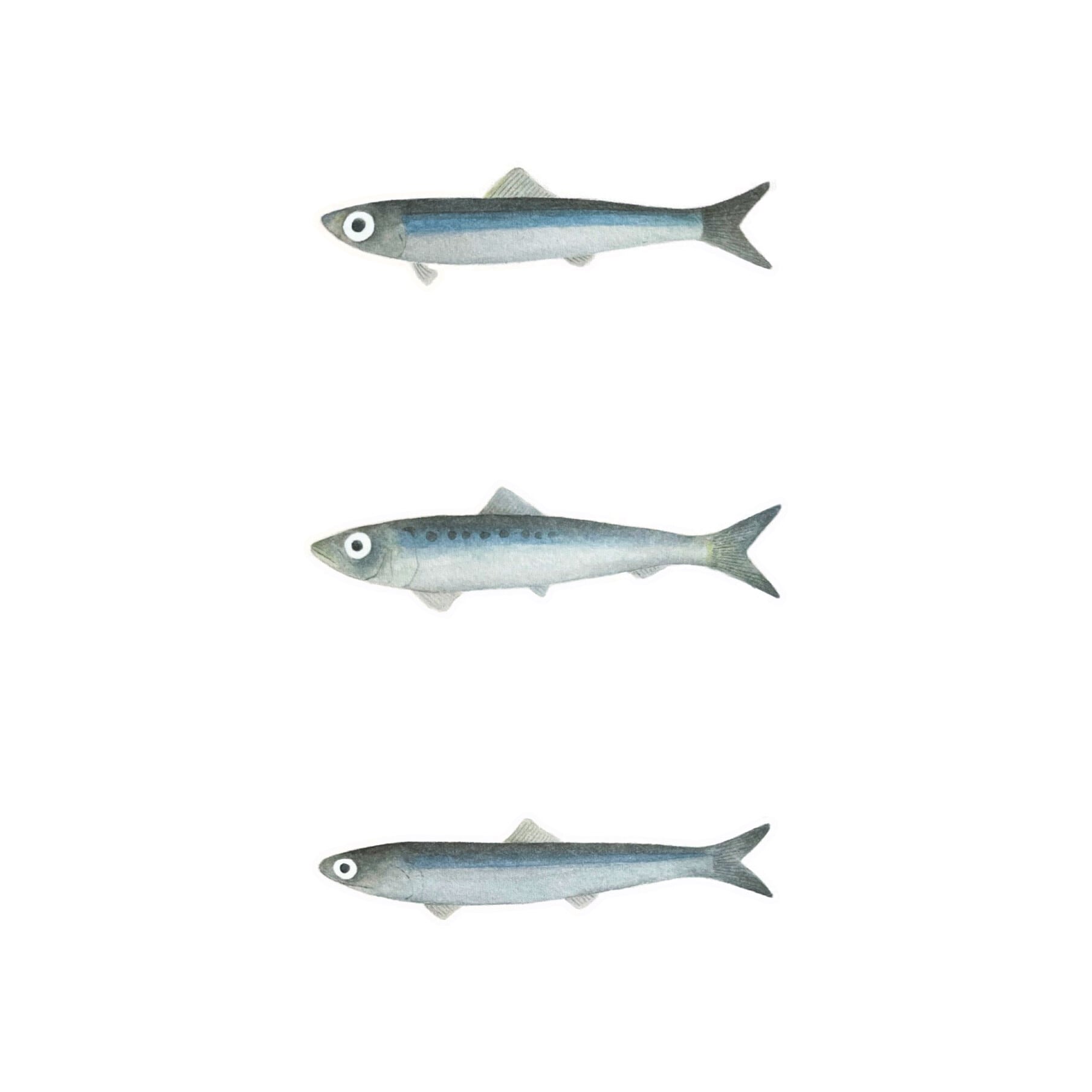 イワシたちTシャツ | 下園薩男商店 オンラインショップ