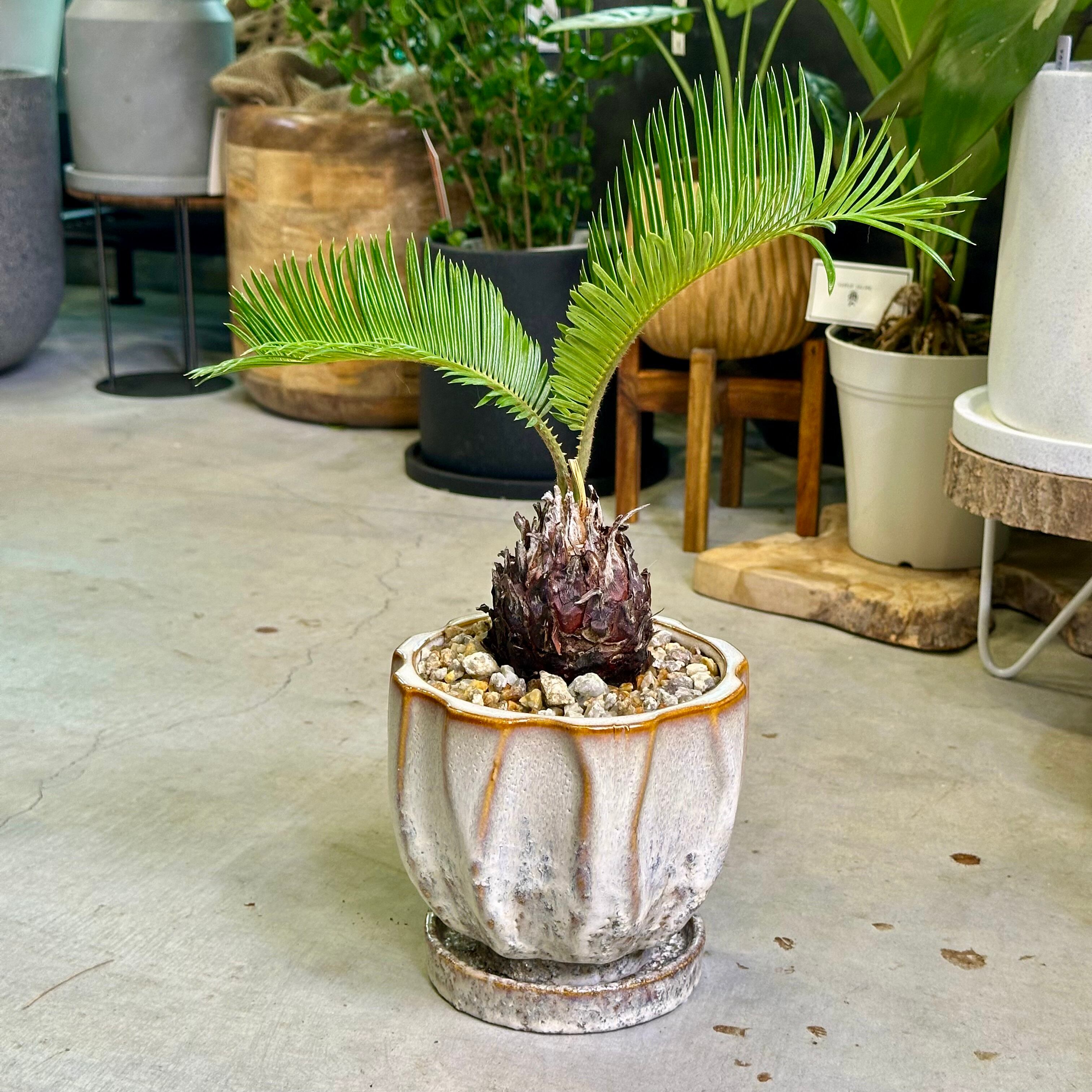 ソテツ　蘇轍　65cm 蘇轍・ソテツ | barrelplants_BONSAI