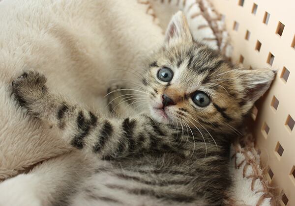 猫 ポストカード The Cat who.... 見返り仔猫 10x14.8センチ(cm)官製はがきサイズ 猫写真 はがき ねこ葉書 ネコハガキ Postcard 桃 モモ momo 子猫の桃