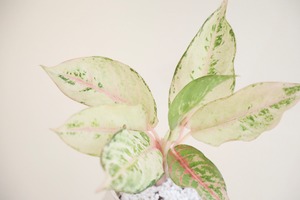 【S】【希少】アグラオネマ ハイブリットフローズン/Aglaonema  ※陶器鉢付き