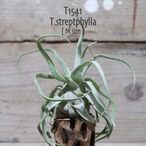 【送料無料】streptophylla M〔エアプランツ〕現品発送T1541