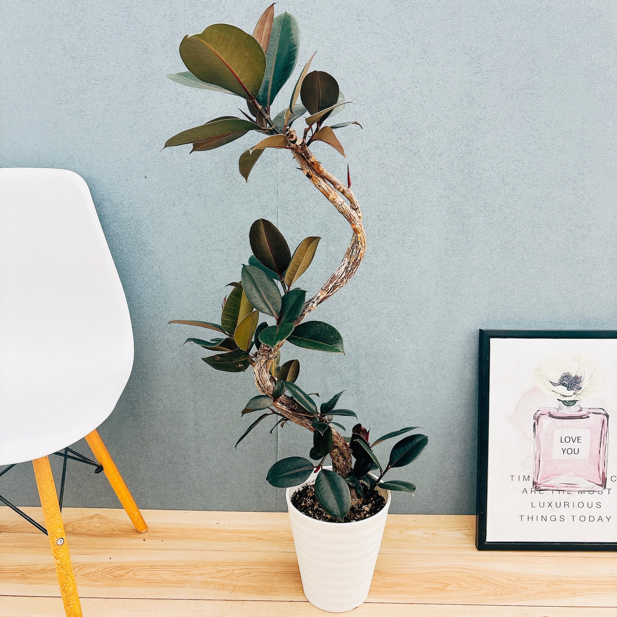 ［現品］20番　フィカス　エラスティカ　ソフィア　7号　観葉植物　室内　珍しい 現品］20番 フィカス エラスティカ ソフィア 7号 観葉植物 室内 人気