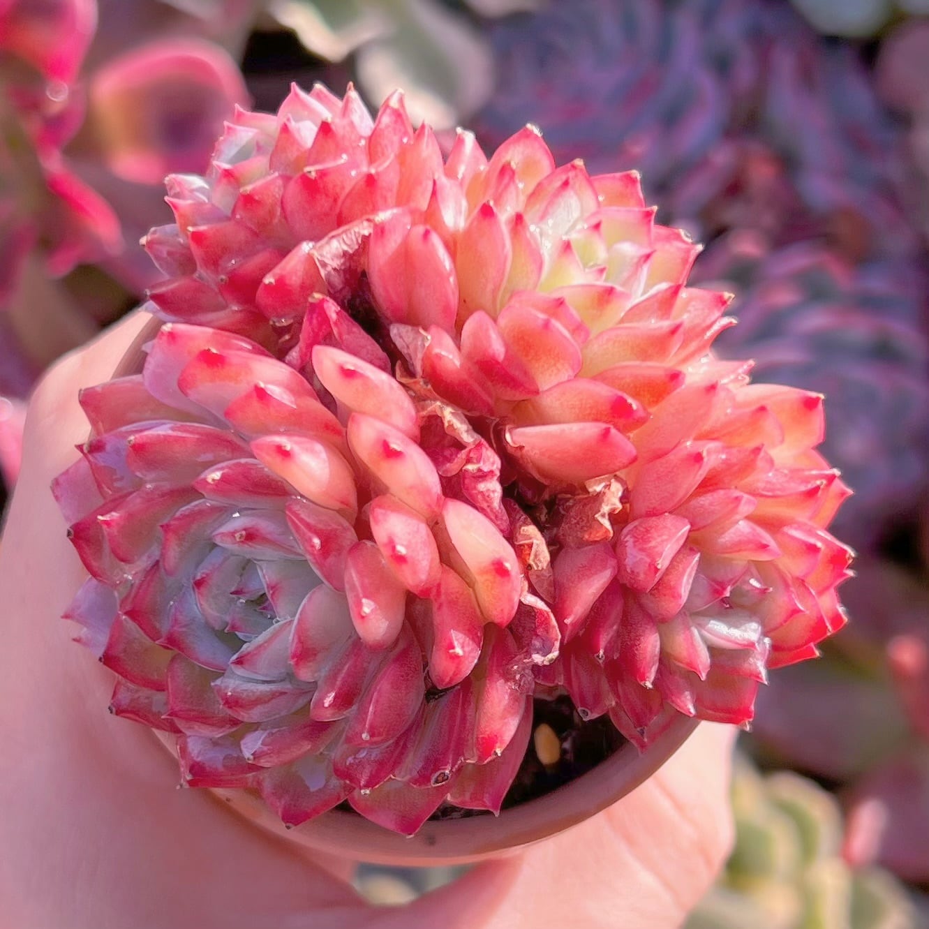 現品　Desert Rose#721　新入荷　るる農園