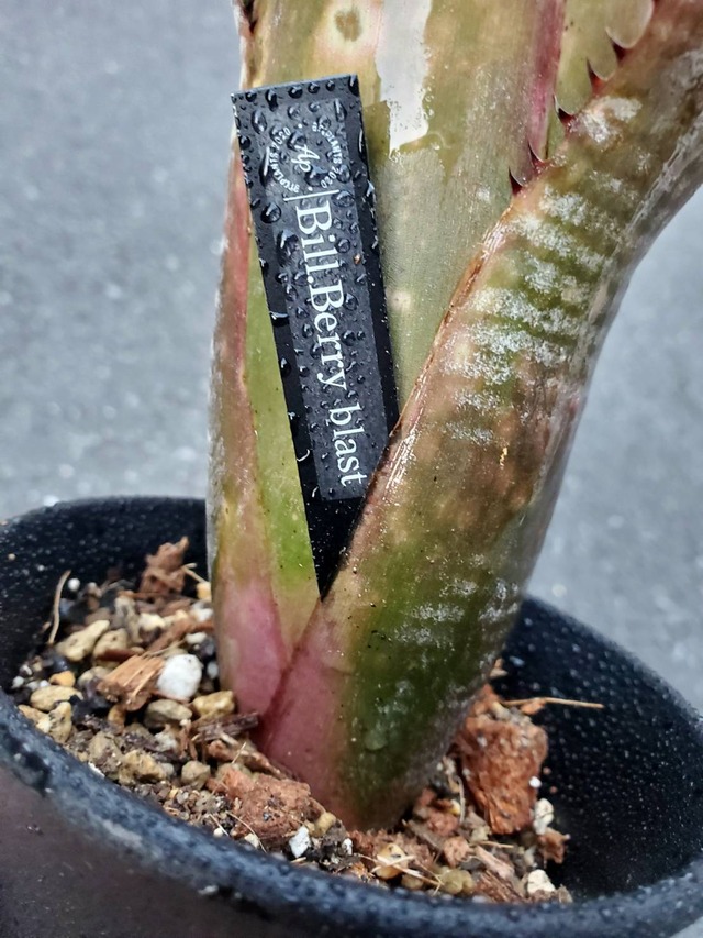Billbergia Berry Blast 【artPLANTs】ビルベルギア/Billbergia/タンクブロメリア