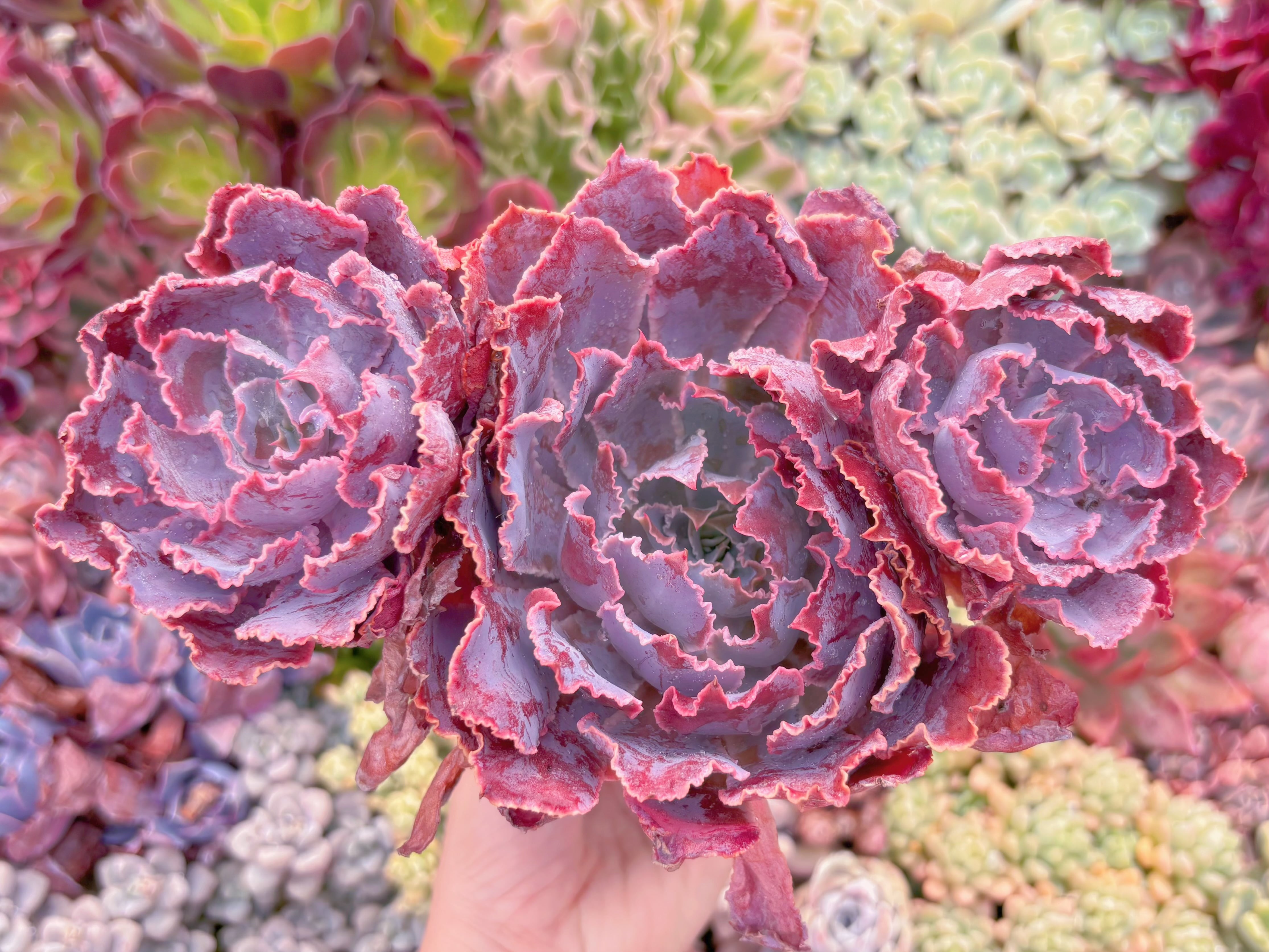 現品　シャビアナ#513　大群生　るる農園