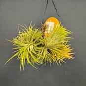 チランジア ハムエムラ ハンギング【355】