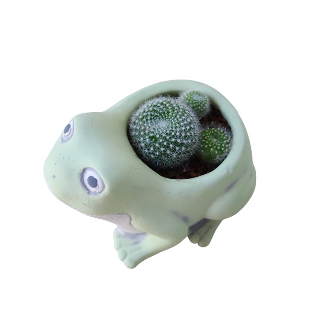 にくきゅう（花）