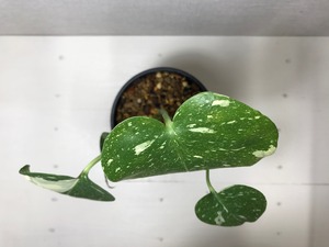 モンステラ タイコンステレーション