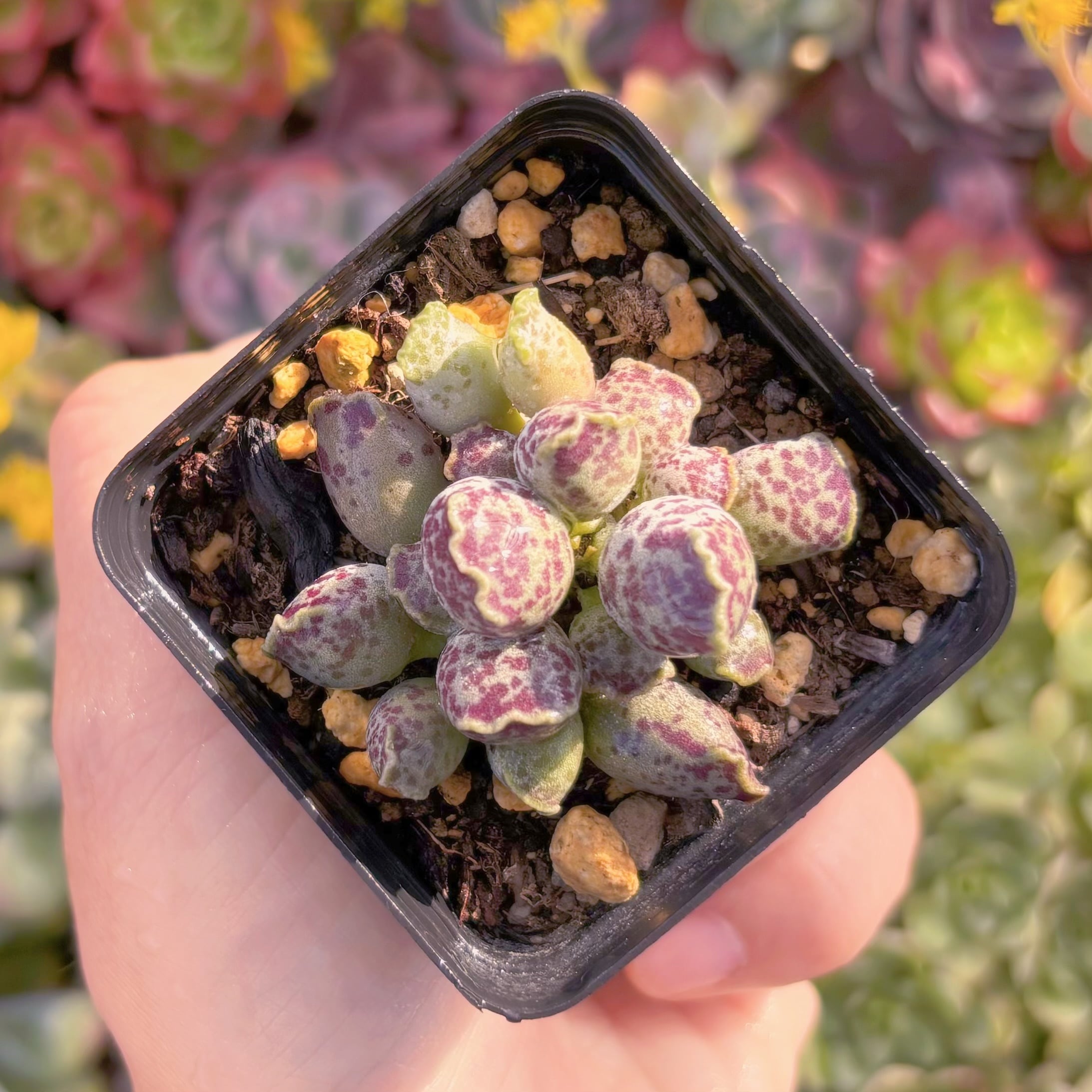 現品　アザラシ#K019　るる農園