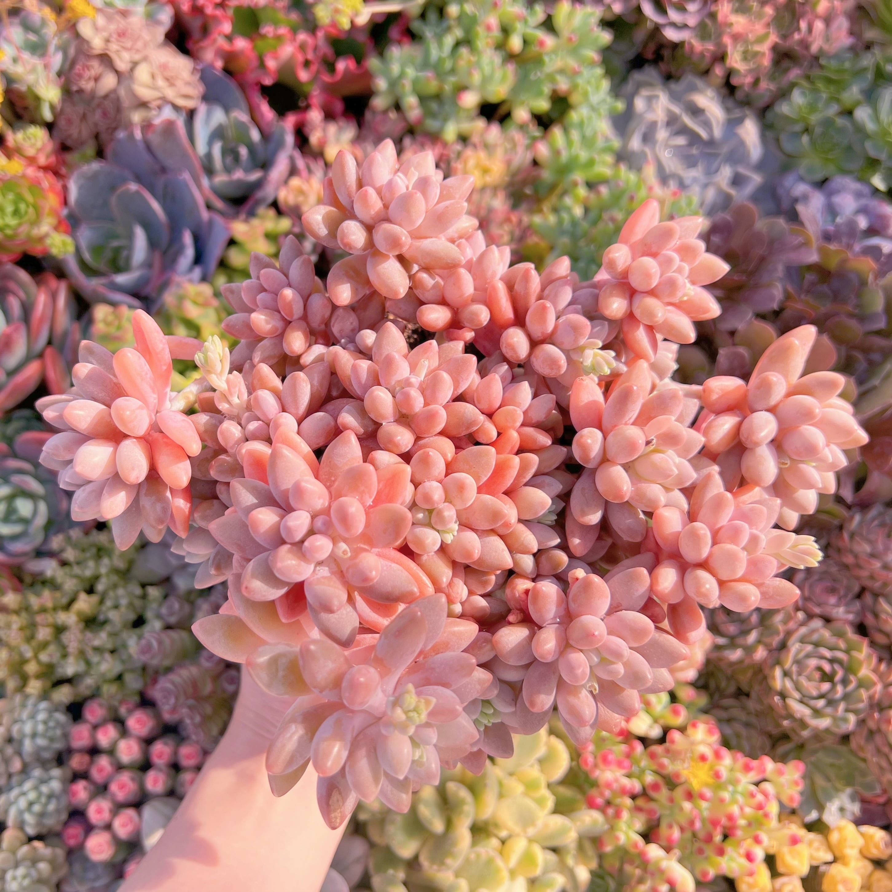 現品　桃美人#K050　特大群生　在庫僅少　新入荷　るる農園