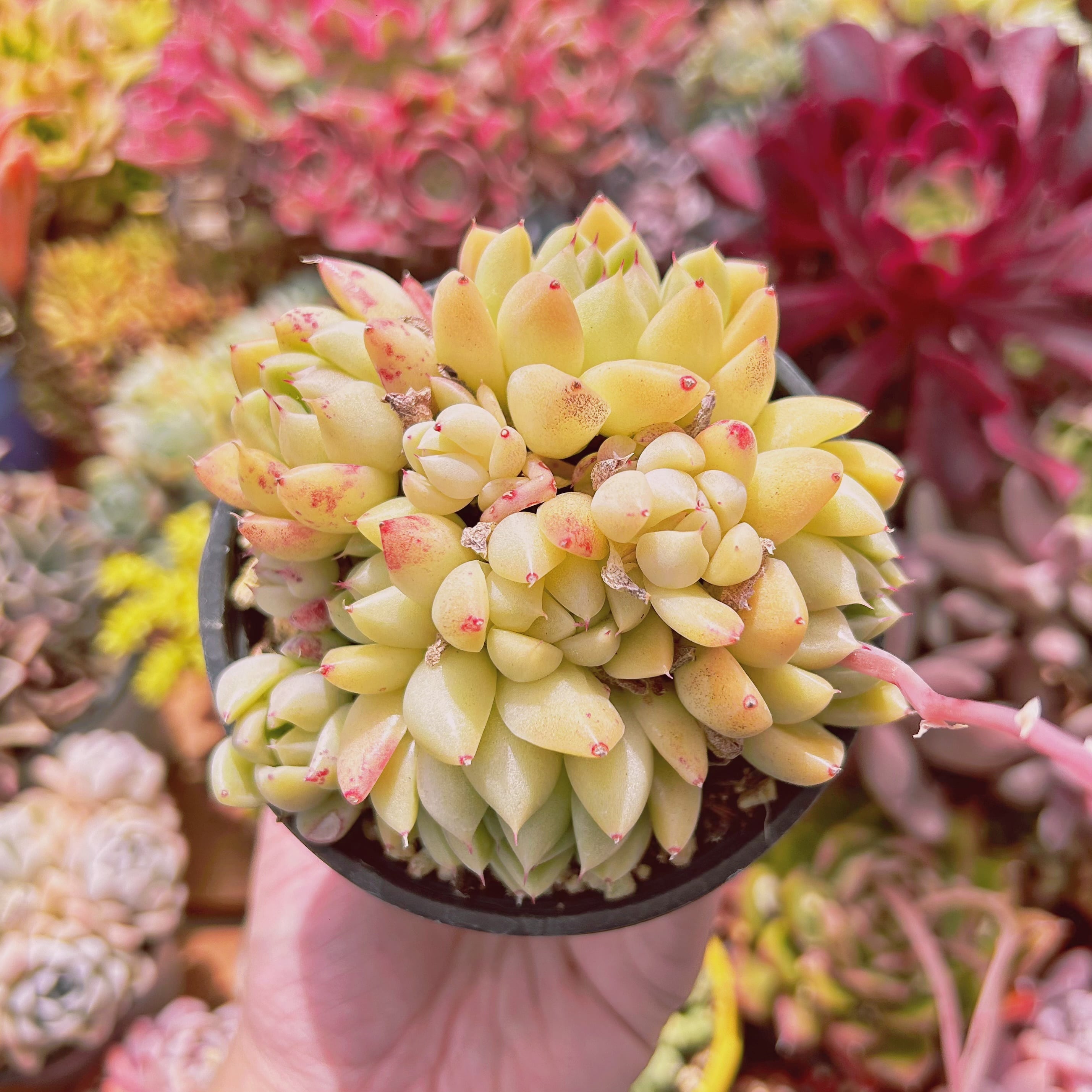 現物　多肉植物　ピンクマルガン　抜き苗