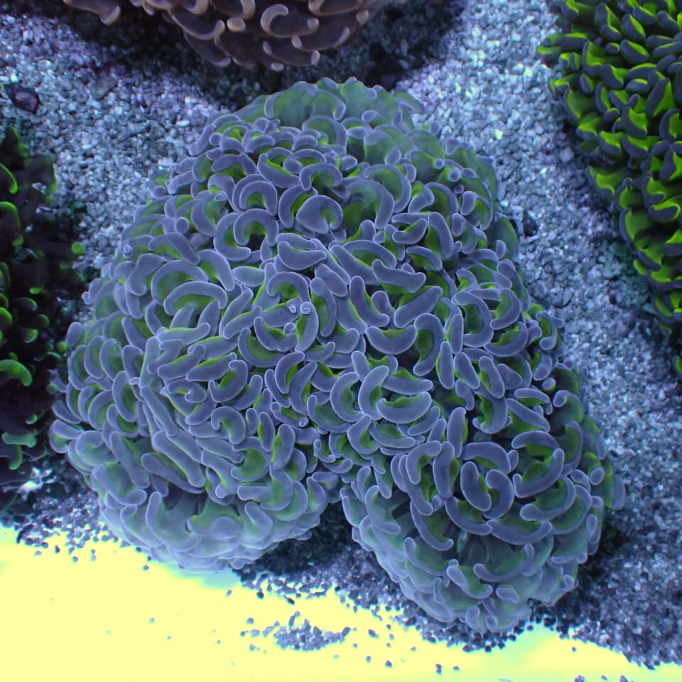 ナガレハナサンゴ / Hammer | HOUSE REEF(ハウスリーフ)サンゴ・海水魚