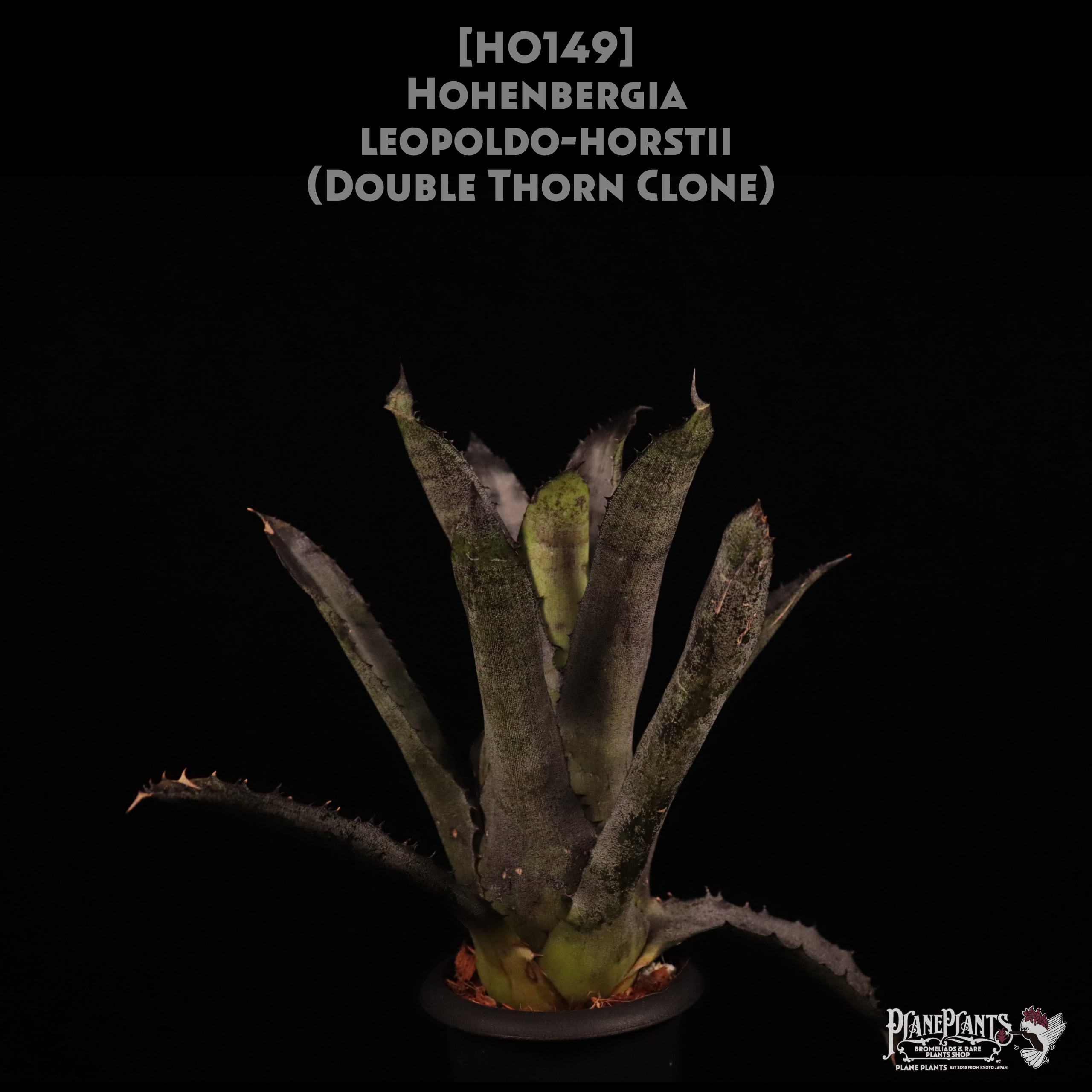 【送料無料】Hohenbergia leopoldo-horstii (Double Thorn Clone)〔ホヘンベルギア〕現品発送H0149