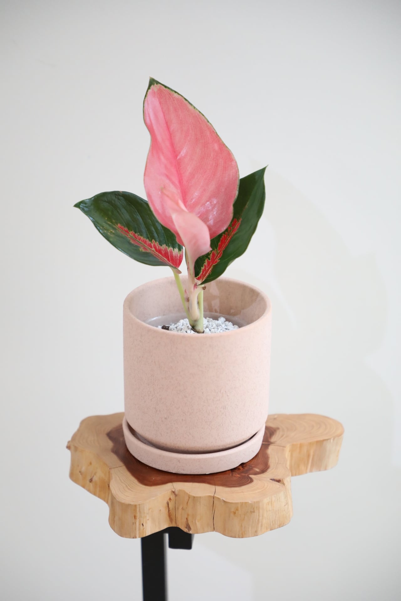 S】アグラオネマ タイランドレッド/Aglaonema Thai Red ※陶器鉢付き