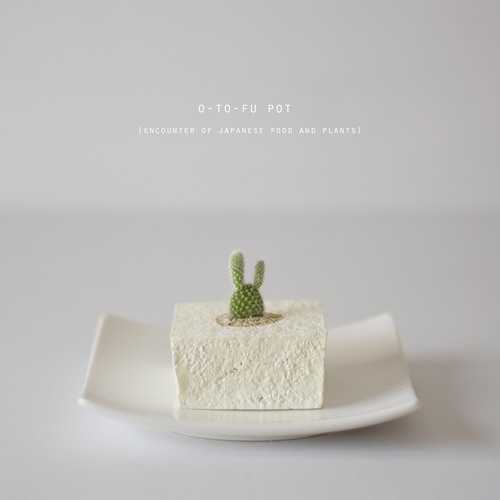 o-to-fu pot (s)バニーカクタス