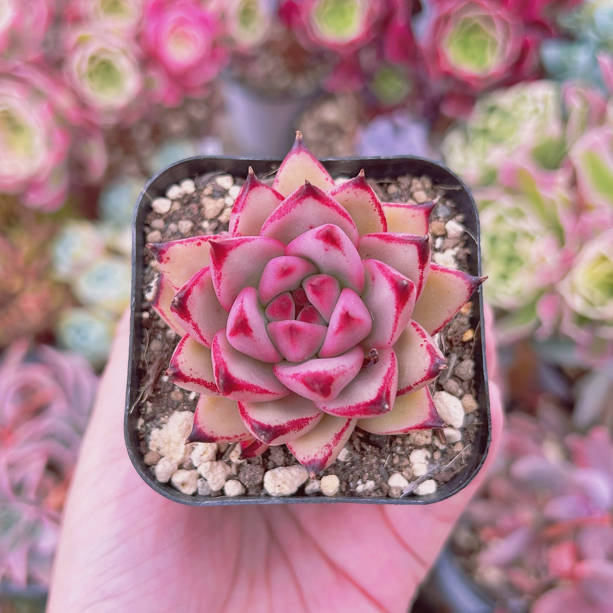 #832現物　多肉植物　Topaz