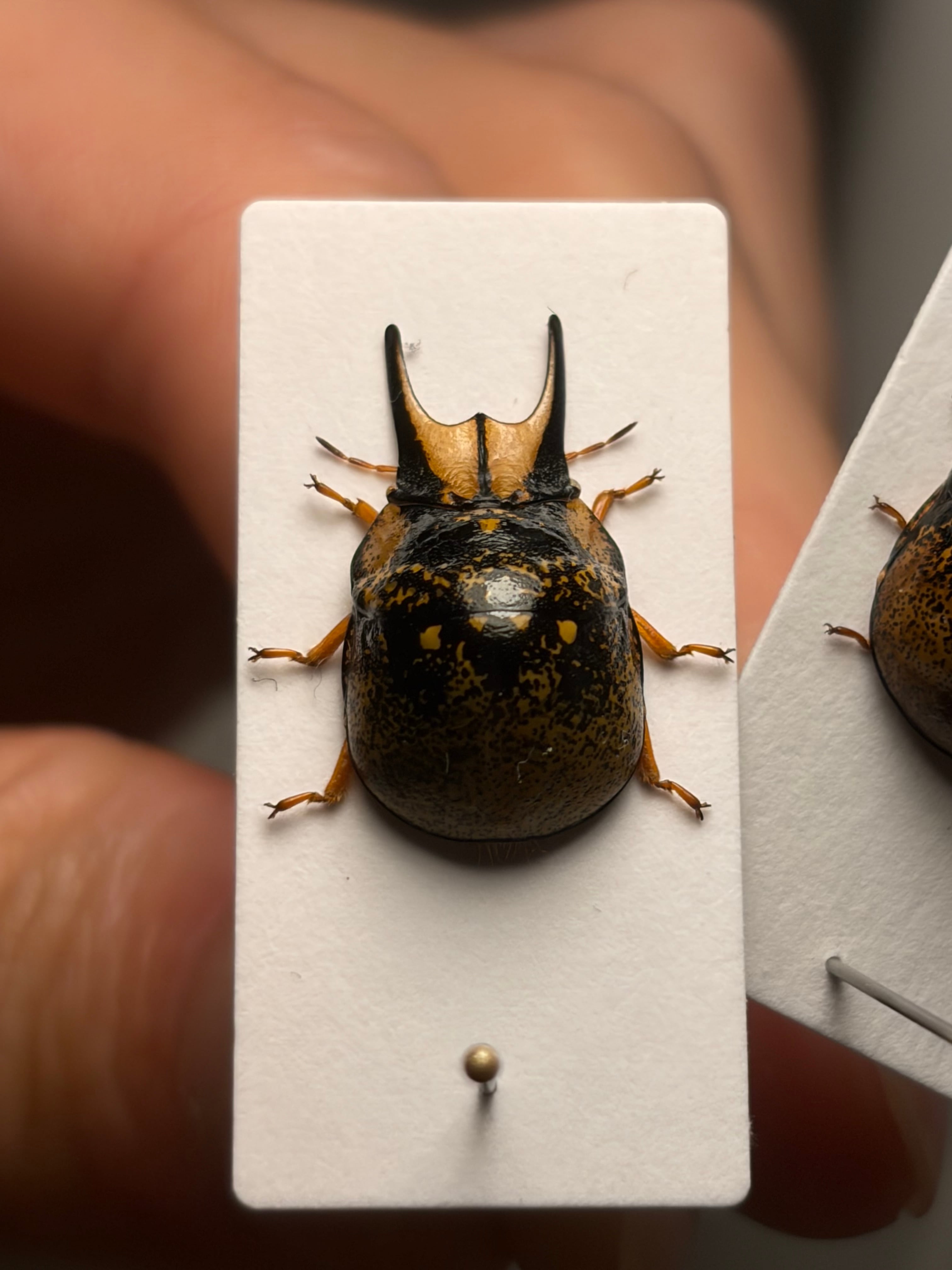 中型ペア】幻のクワガタマルカメムシ 標本 とんでもない甲虫 BRUTUS