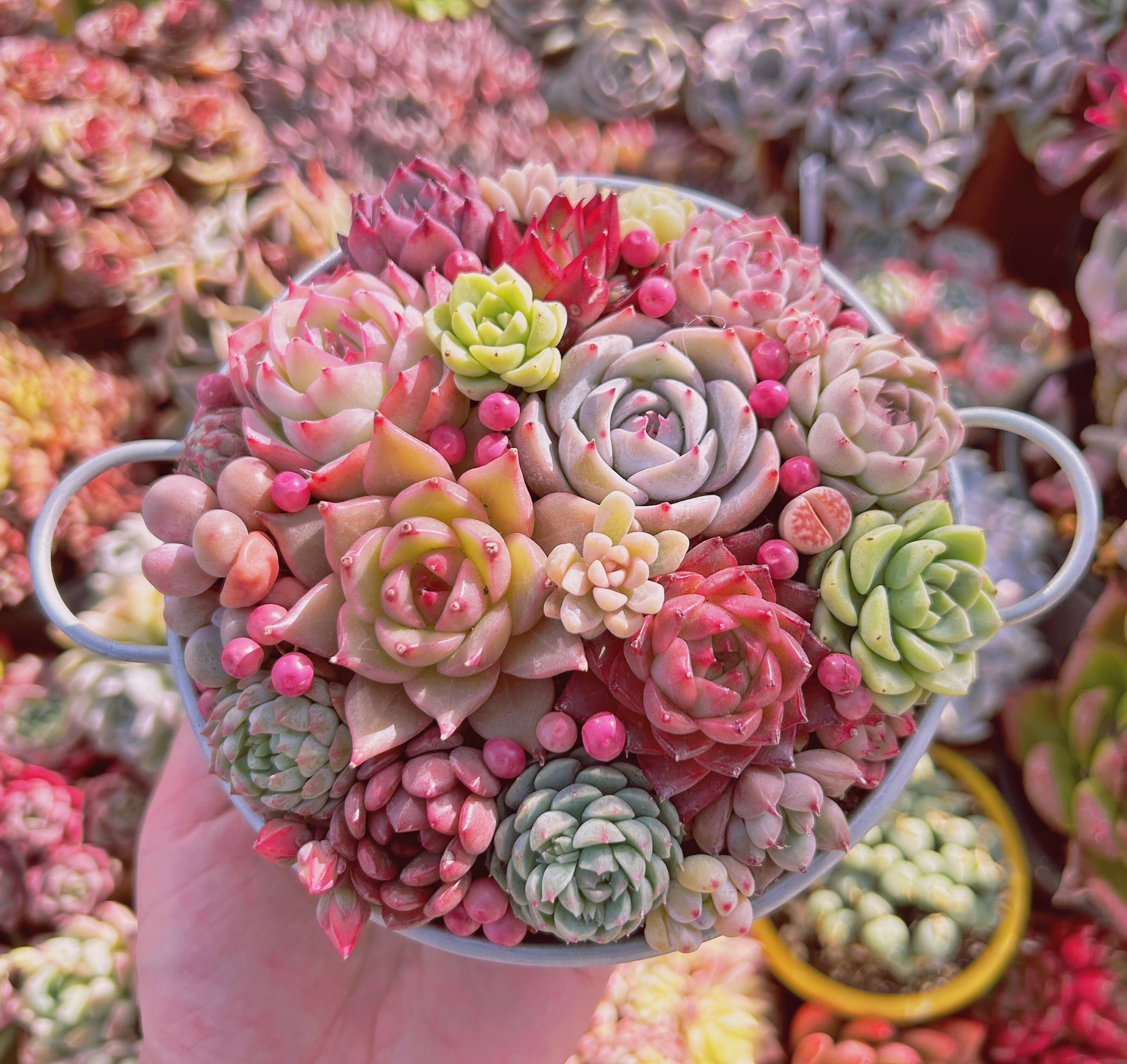 #082現物　寄せ植えセット