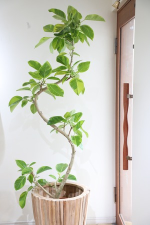 【L】【渋谷区周辺エリア/配送料無料】【190cm】フィカス アルテシマ/Ficus Altissima　※鉢カバー別
