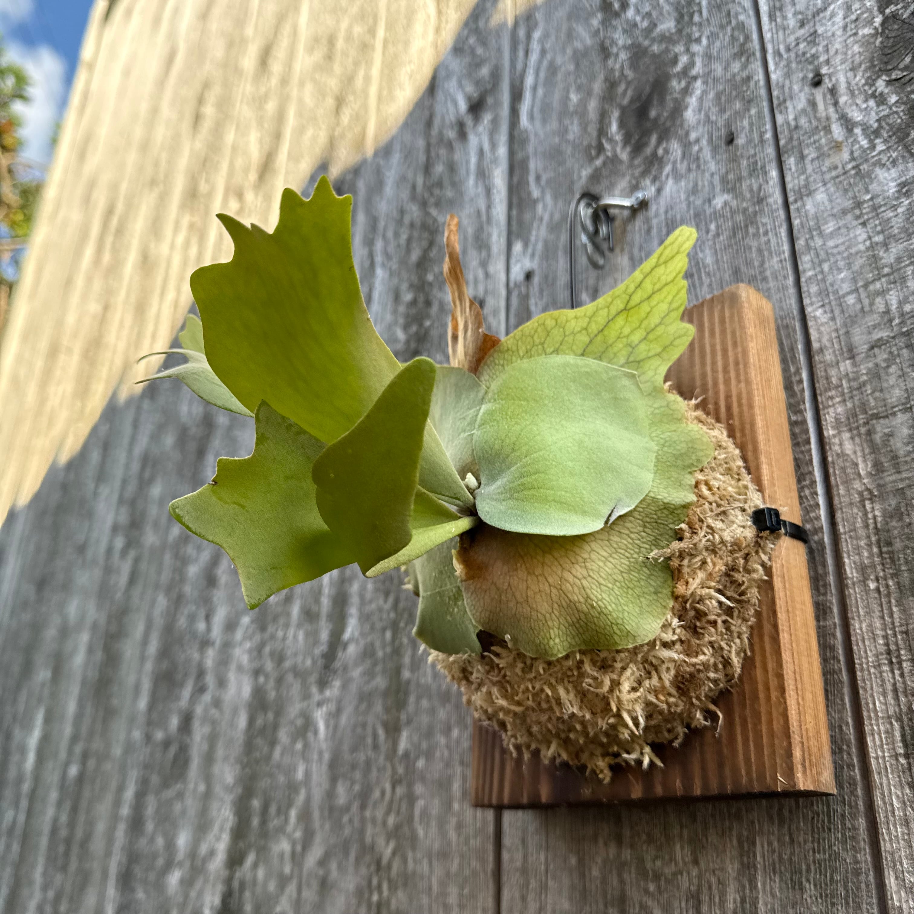 ビカクシダ P.willinckii cv. North Star Sporeling ビカクシダ ウィリンキー cv. ノース スター スポアリング セレクト「P