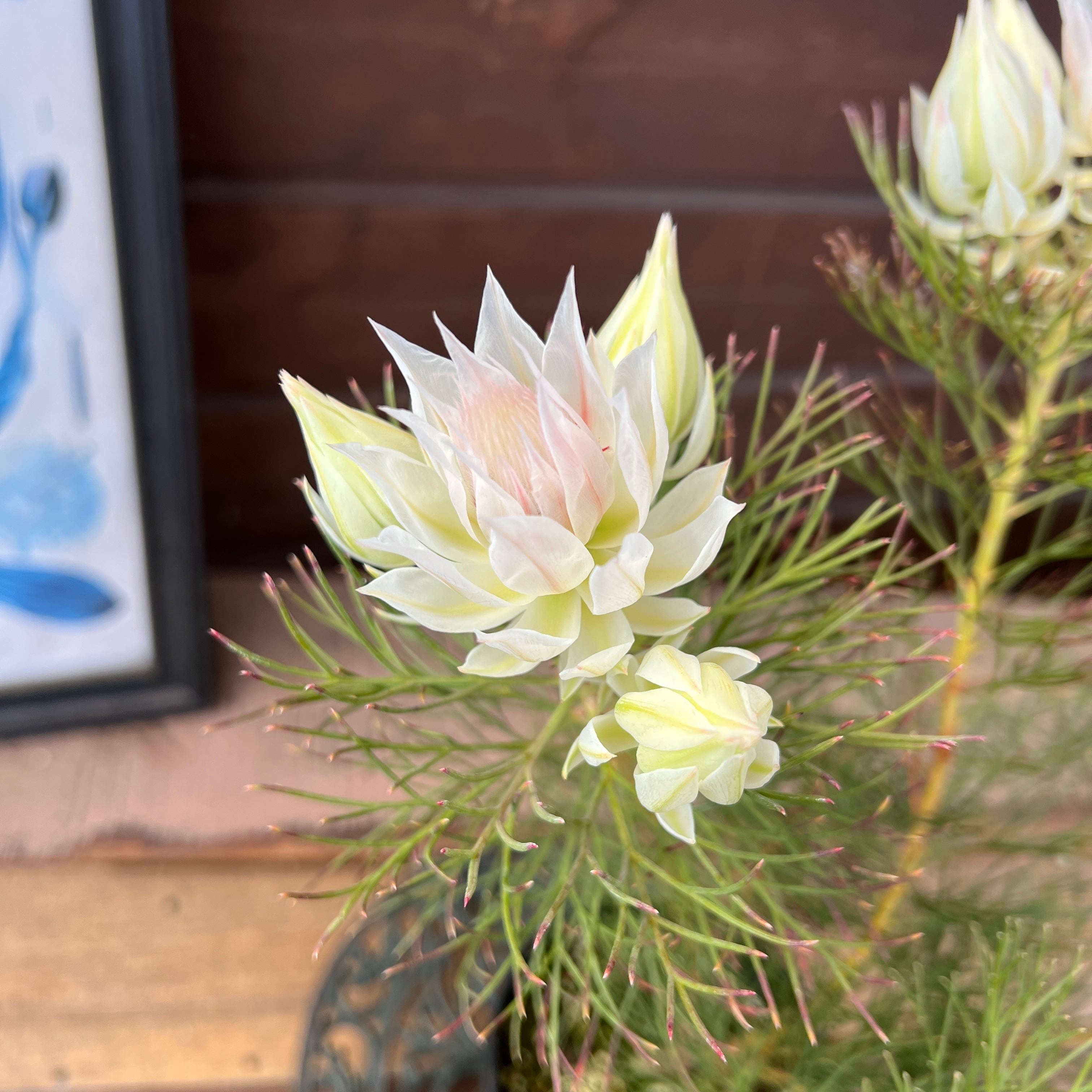 ジョーイセルリア ブラッシングブライド③ | 沼ノ上農園